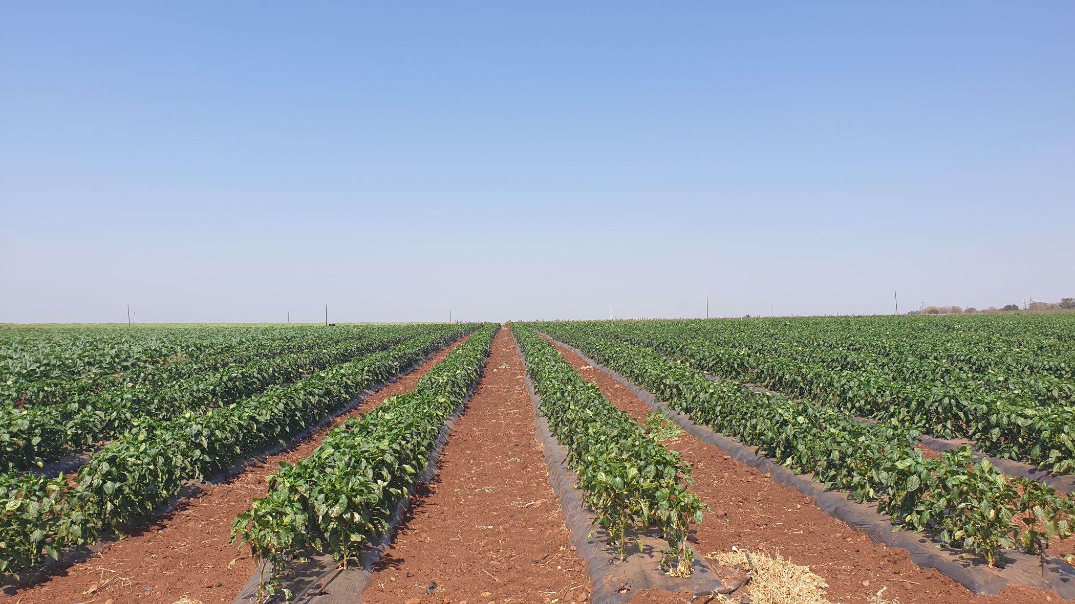 343 hectare Irrigation Farm For Sale Komatipoort 1NK1544623 Pam Golding Properties