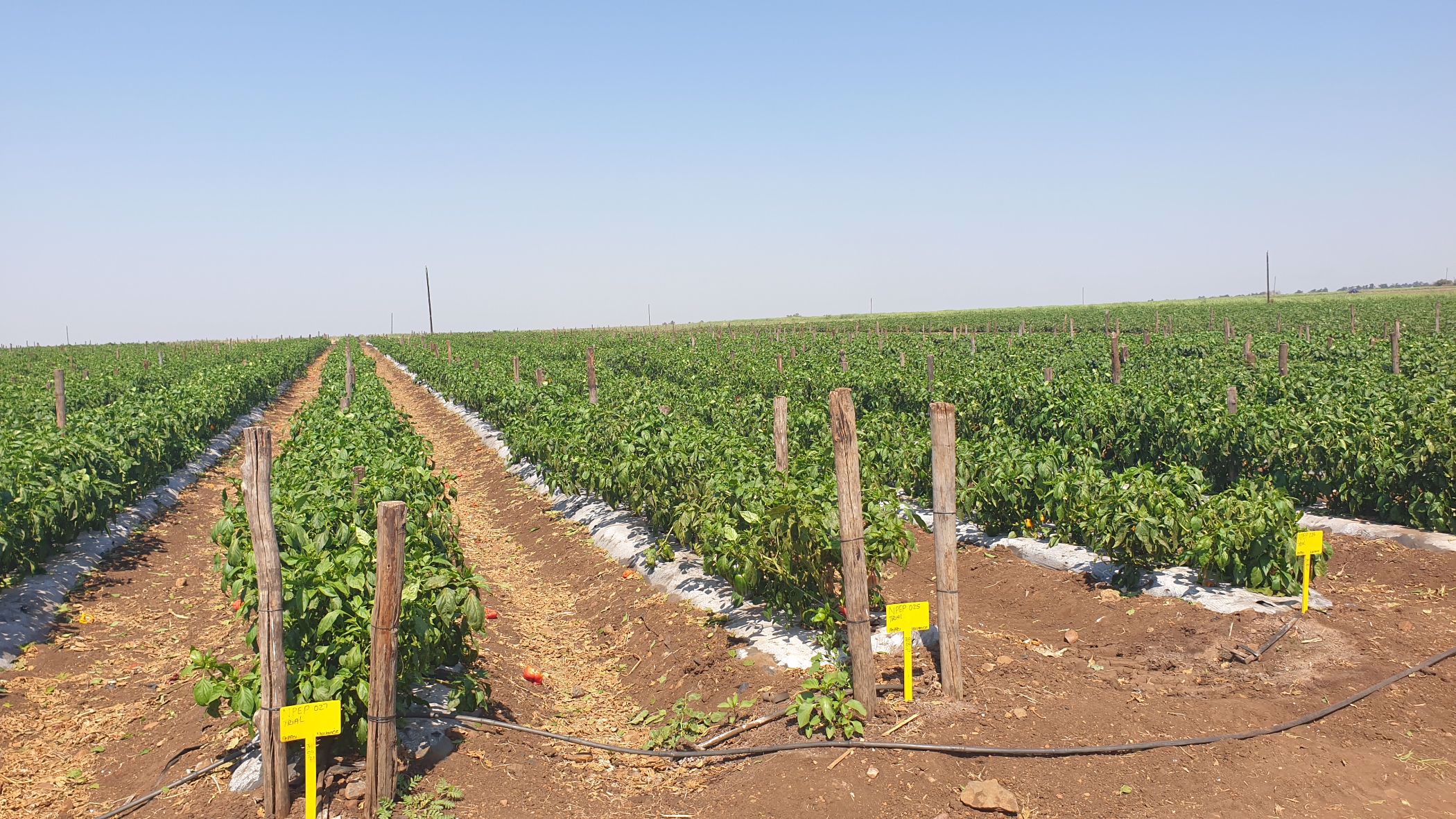 343 hectare Irrigation Farm For Sale Komatipoort 1NK1544623 Pam