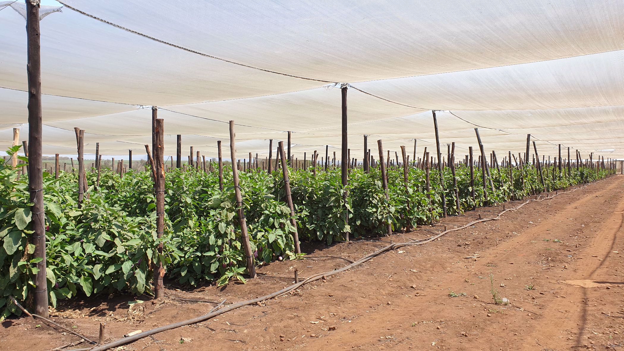 343 hectare Irrigation Farm For Sale Komatipoort 1NK1544623 Pam