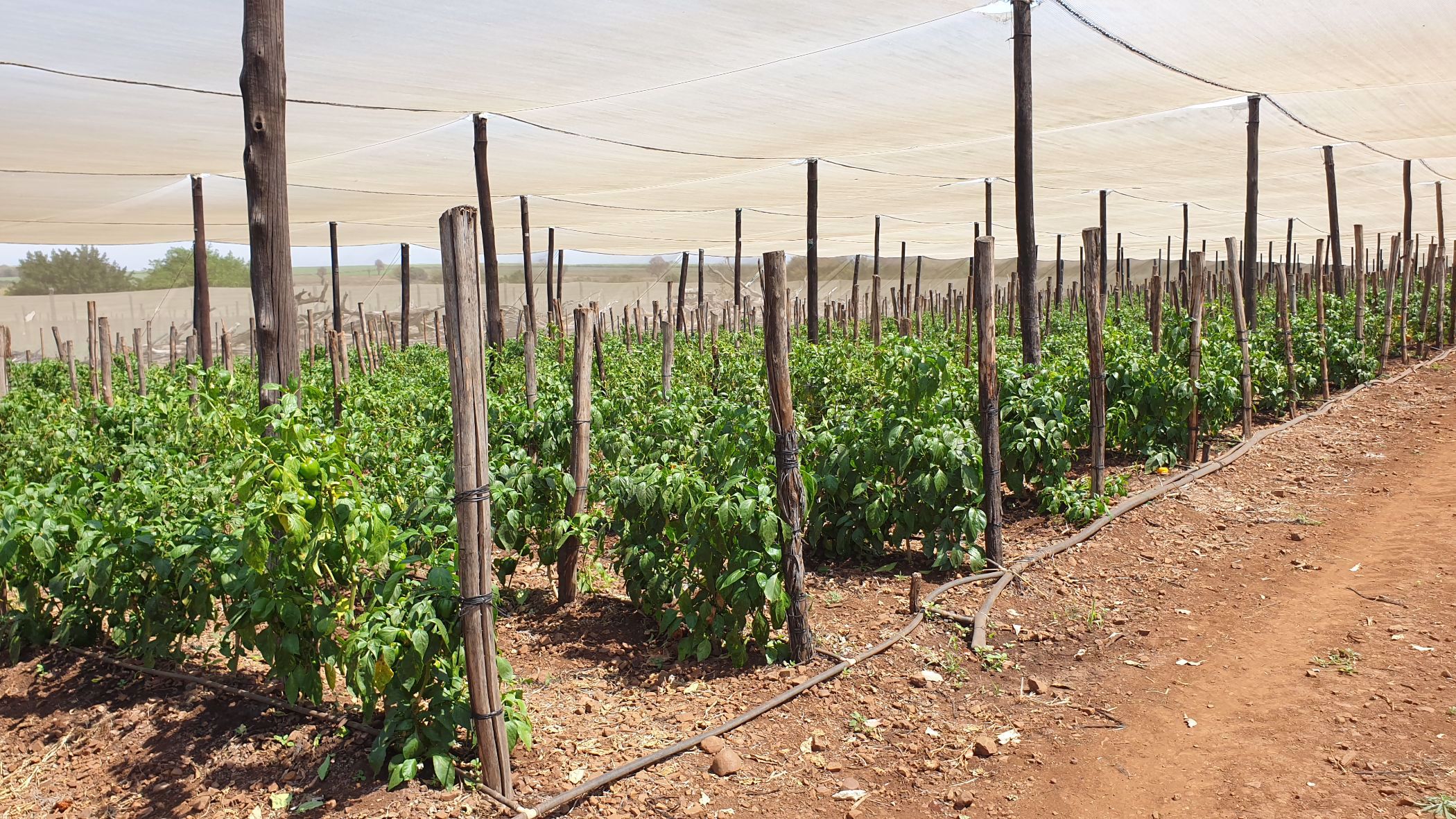 343 hectare Irrigation Farm For Sale Komatipoort 1NK1544623 Pam Golding Properties