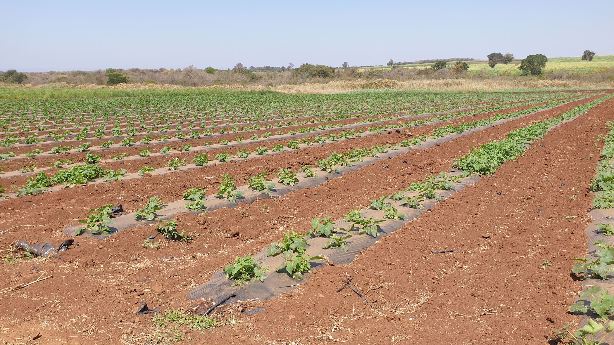 343 hectare Irrigation Farm For Sale Komatipoort 1NK1544623 Pam