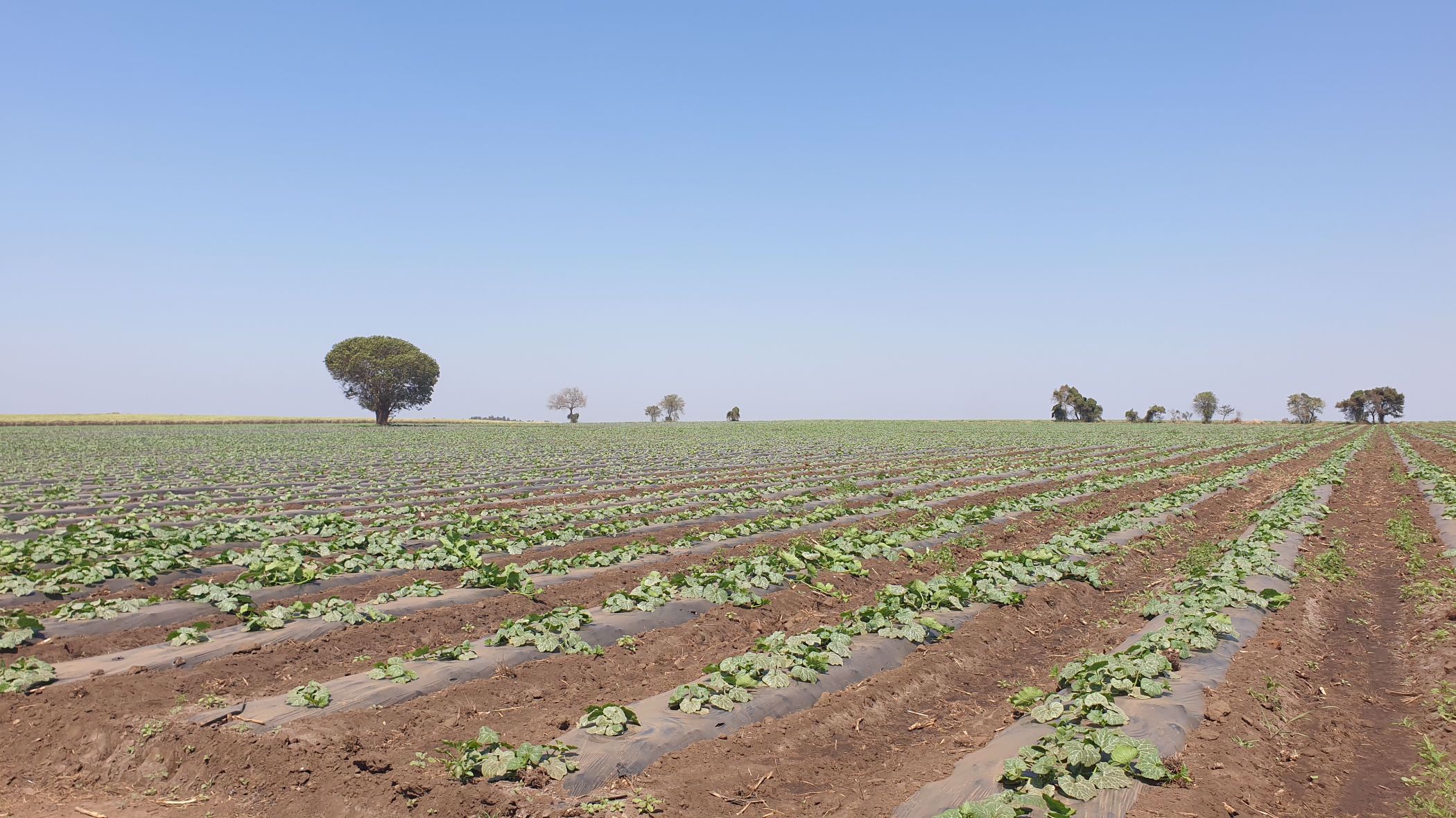 343 hectare Irrigation Farm For Sale Komatipoort 1NK1544623 Pam Golding Properties