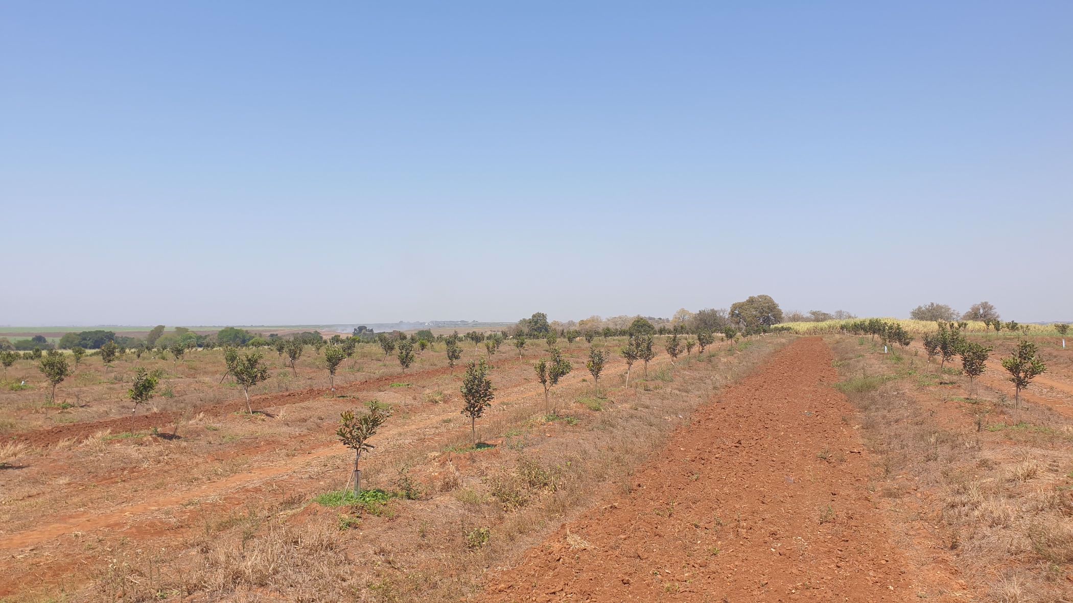 343 hectare Irrigation Farm For Sale Komatipoort 1NK1544623 Pam