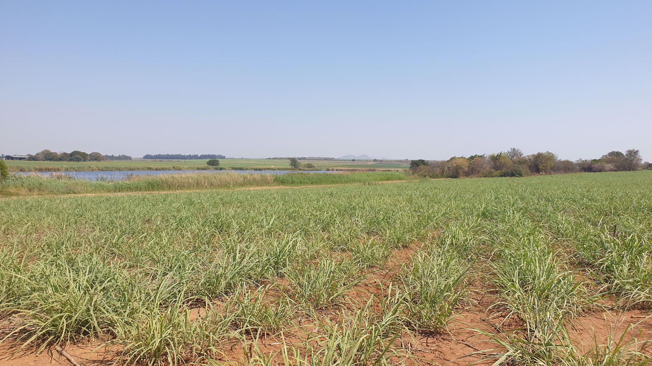 343 hectare Irrigation Farm For Sale Komatipoort 1NK1544623 Pam