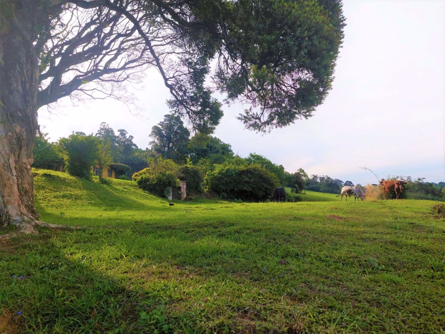 2.88 hectare residential vacant land for sale in Worlds View (Hilton)