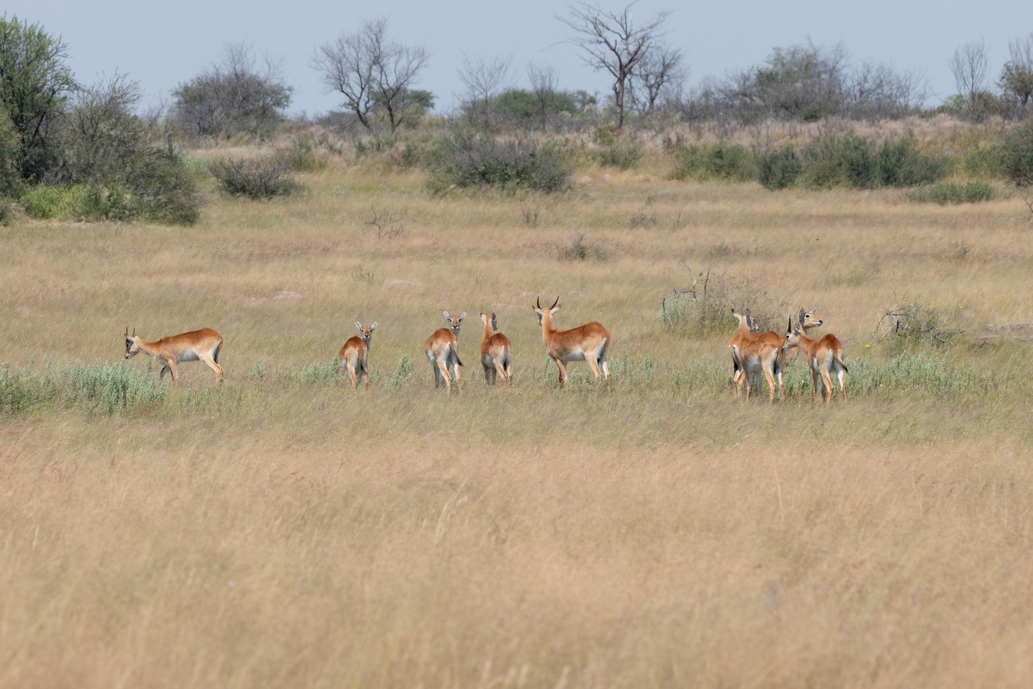 2700 Hectare Game Farm For Sale Windhoek Namibia 3NM1557273 Pam