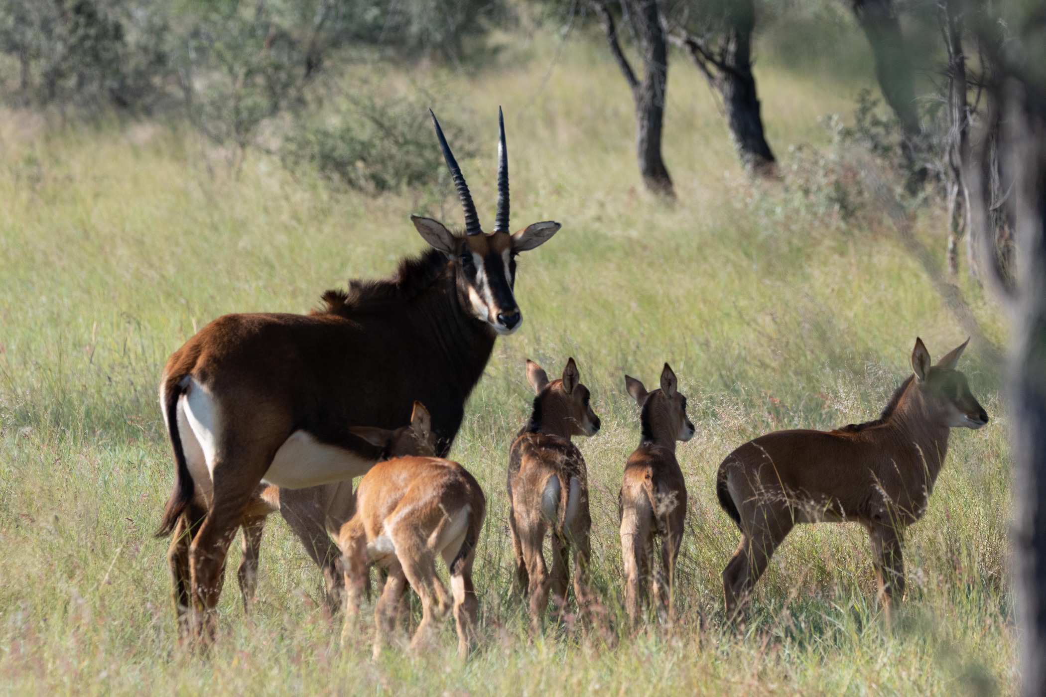 2700 Hectare Game Farm For Sale Windhoek Namibia 3NM1557273 Pam