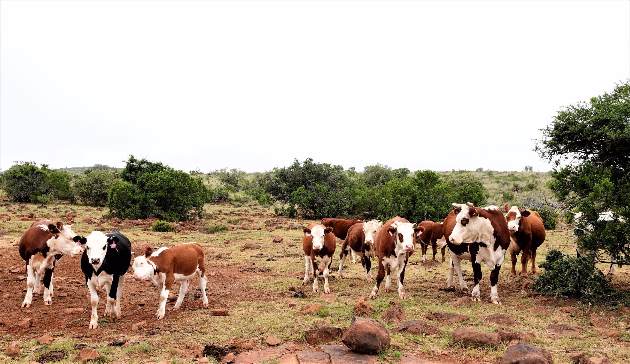 853 hectare Livestock Farm For Sale 1KK1558992 Pam