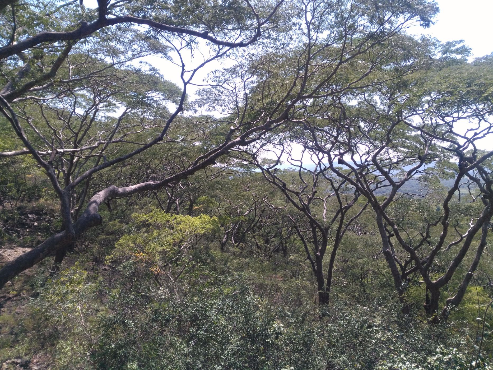 7 hectare Vacant Land For Sale Chirundu (Zambia) 3ZA1561168 Pam