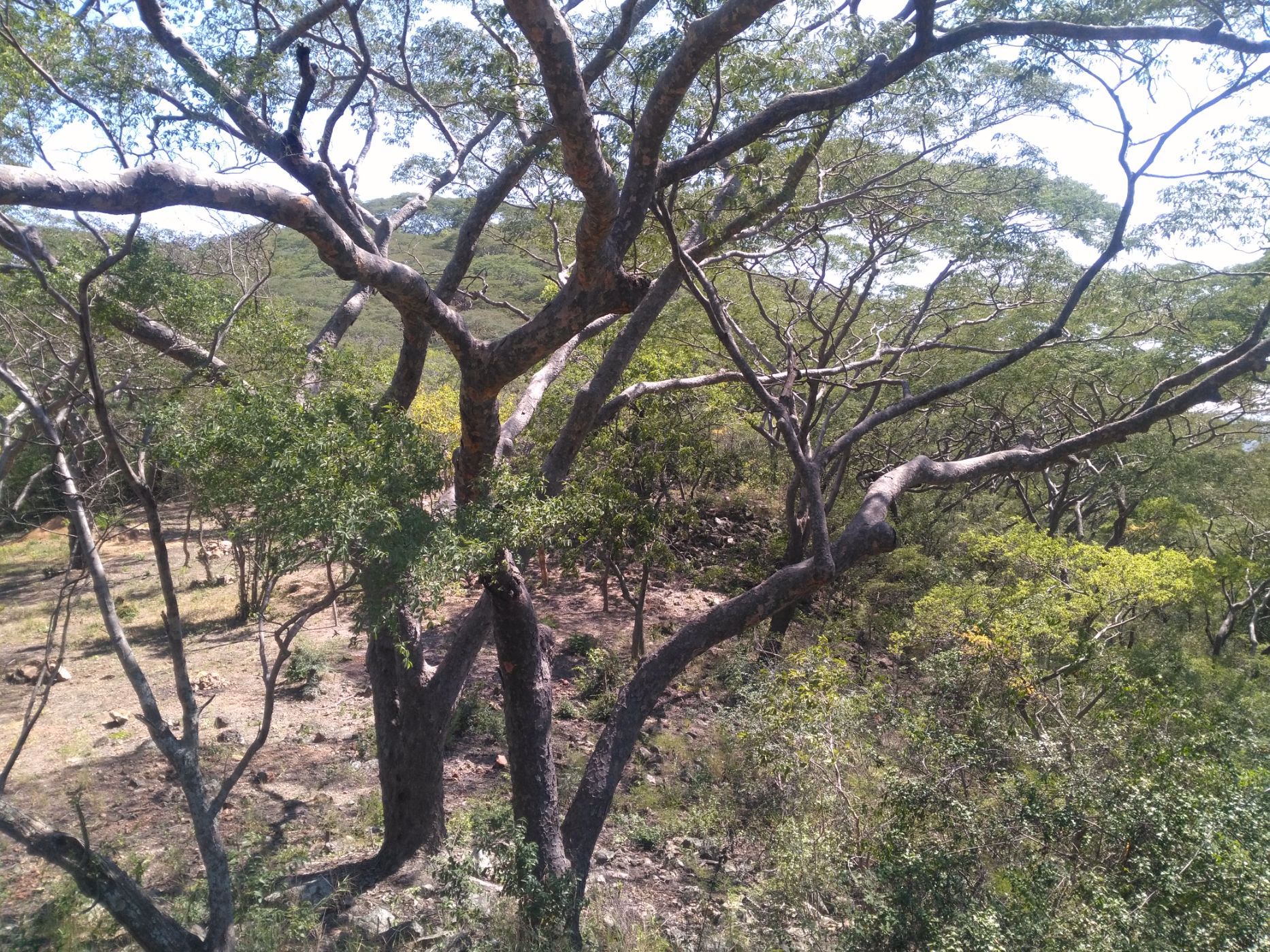 7 hectare Vacant Land For Sale Chirundu (Zambia) 3ZA1561168 Pam