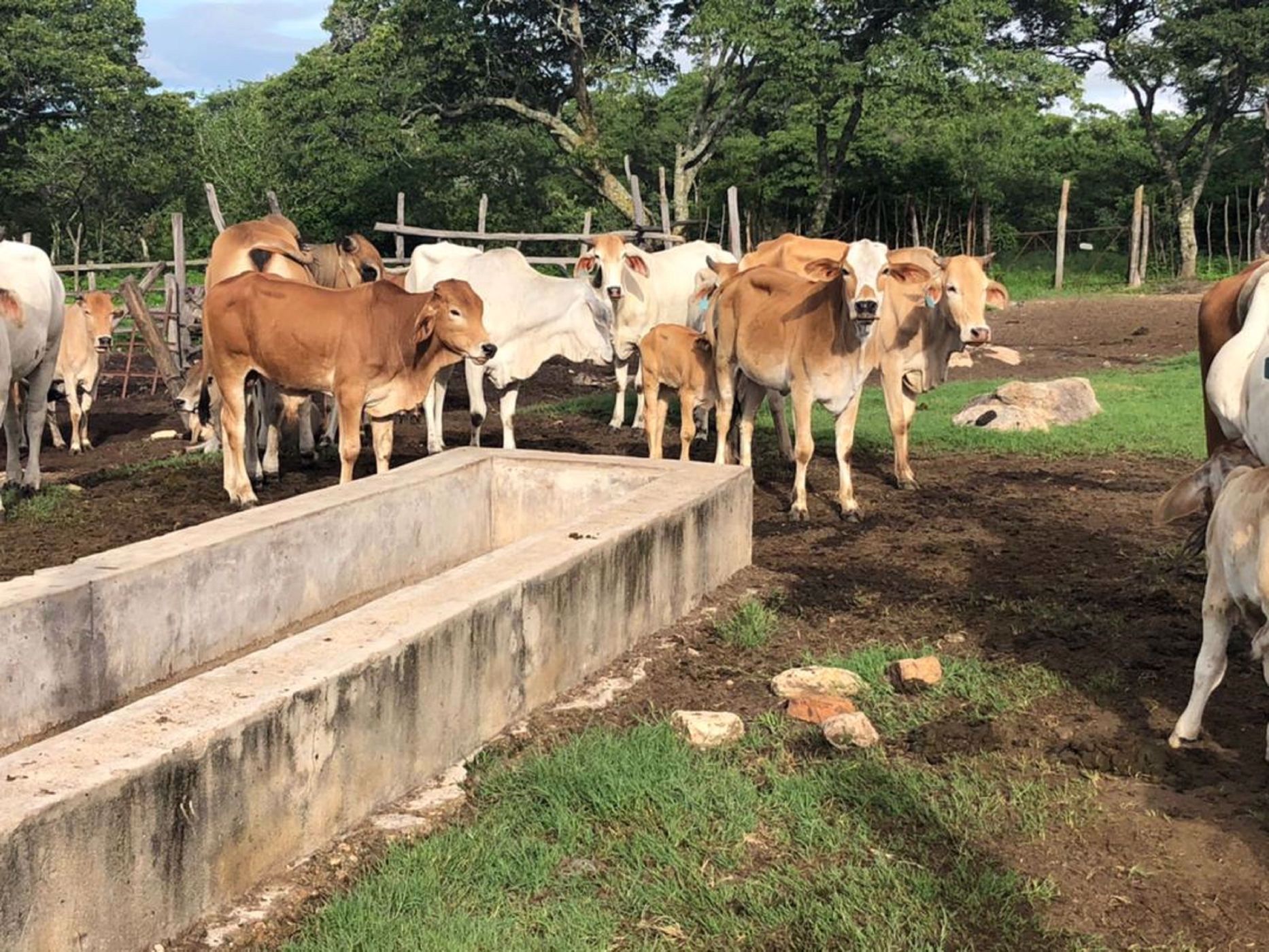 280 hectare Maize Farm For Sale Mashonaland East (Zimbabwe) 3ZB1563023 Pam Golding Properties