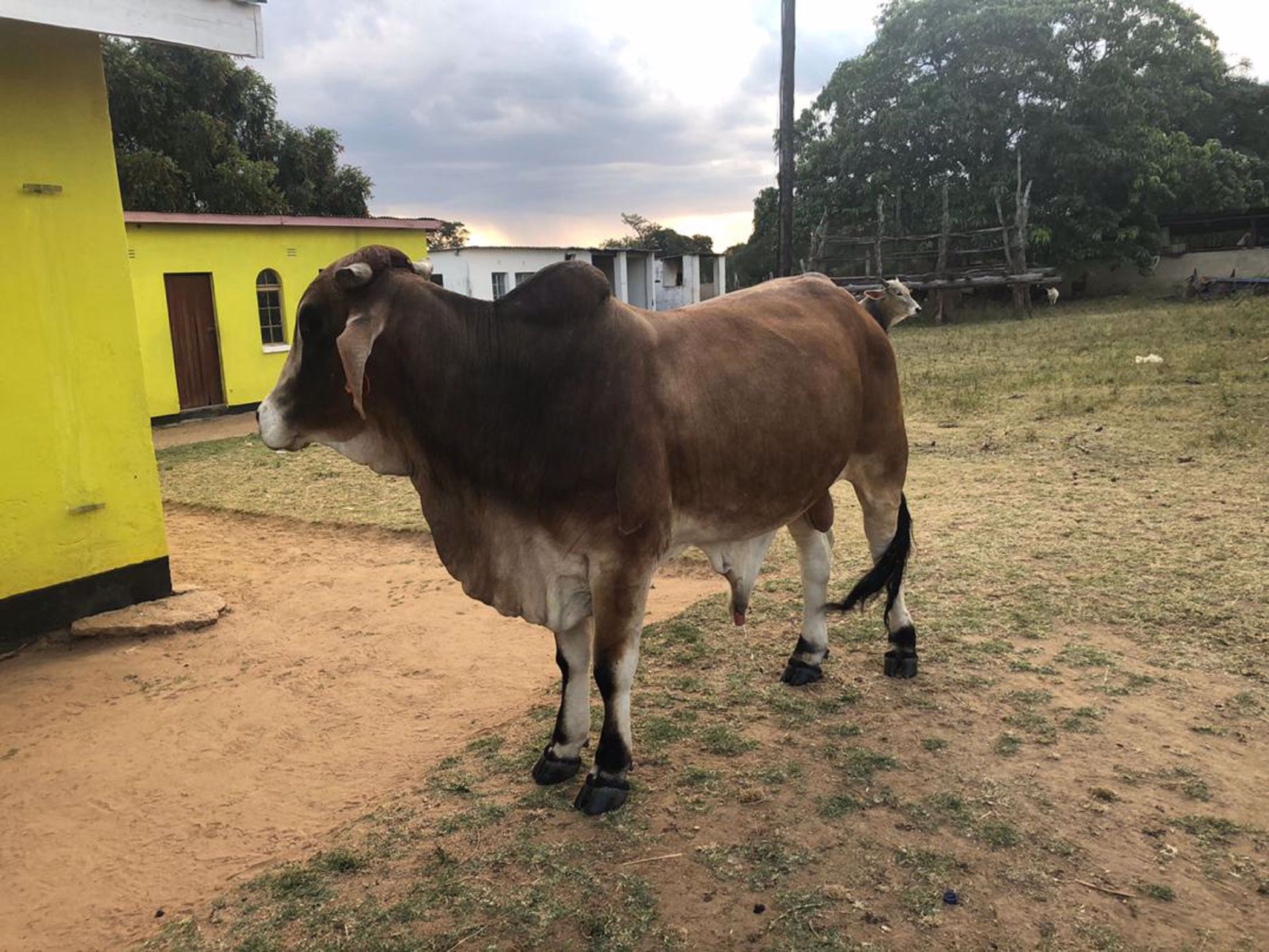 280 hectare Maize Farm For Sale Mashonaland East (Zimbabwe