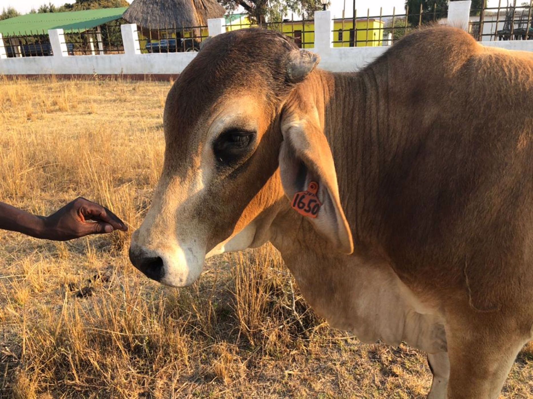 280 hectare Maize Farm For Sale Mashonaland East (Zimbabwe