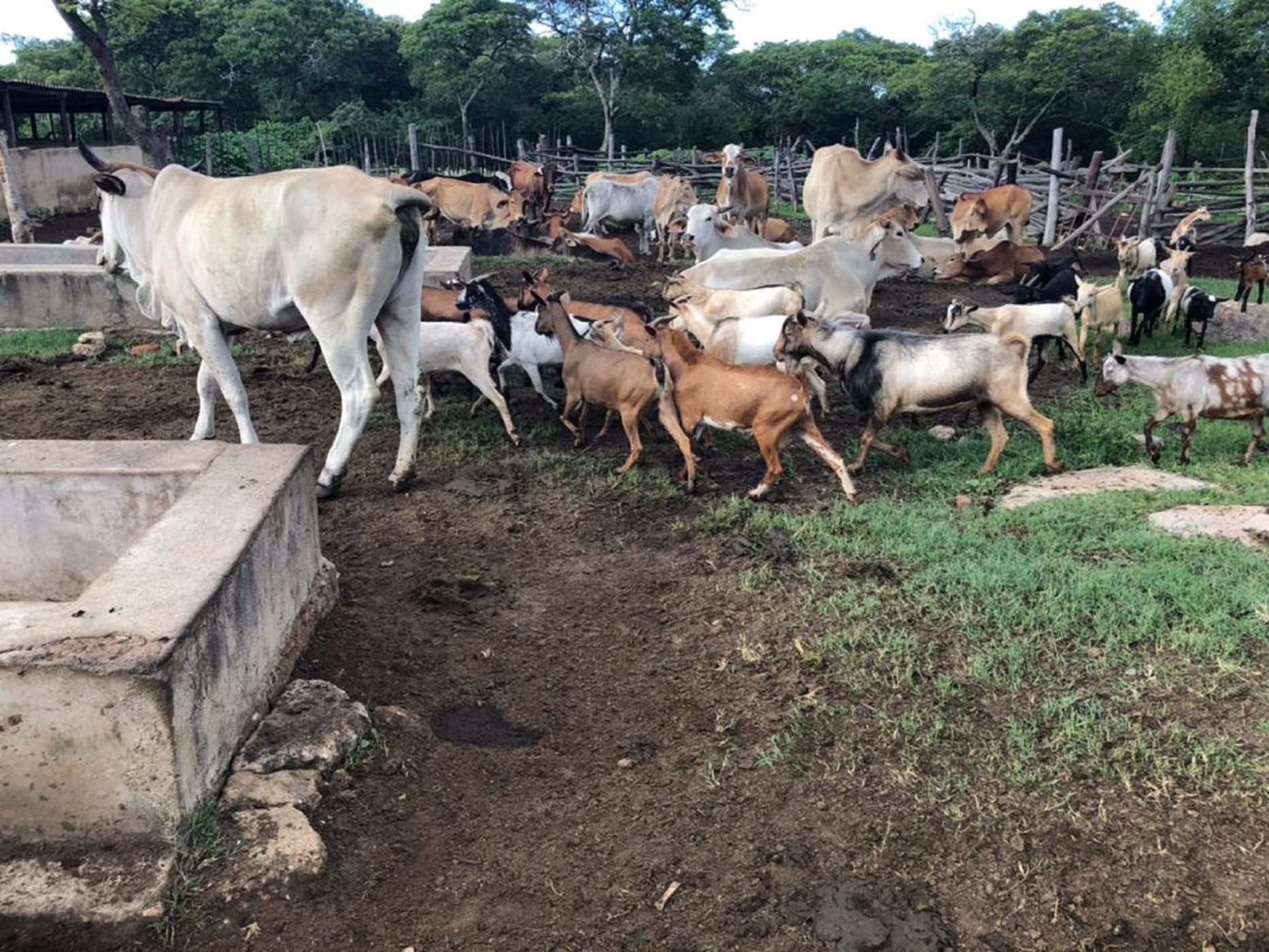 280 hectare Maize Farm For Sale Mashonaland East (Zimbabwe