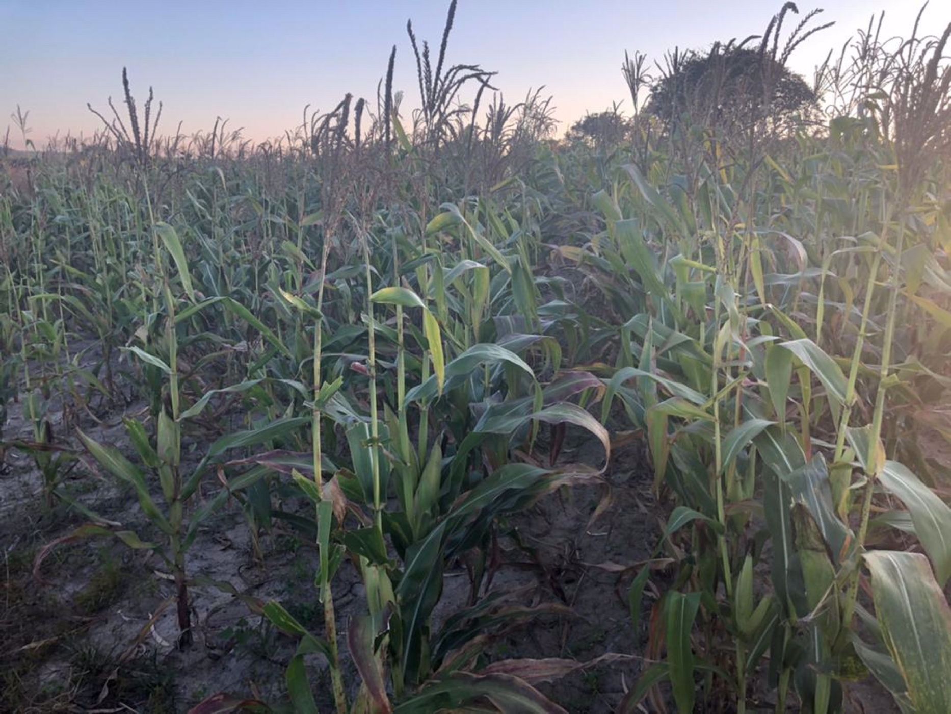 280 hectare Maize Farm For Sale Mashonaland East (Zimbabwe