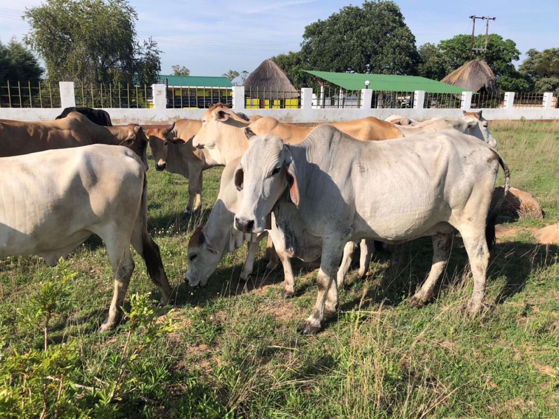 280 hectare Maize Farm For Sale Mashonaland East (Zimbabwe