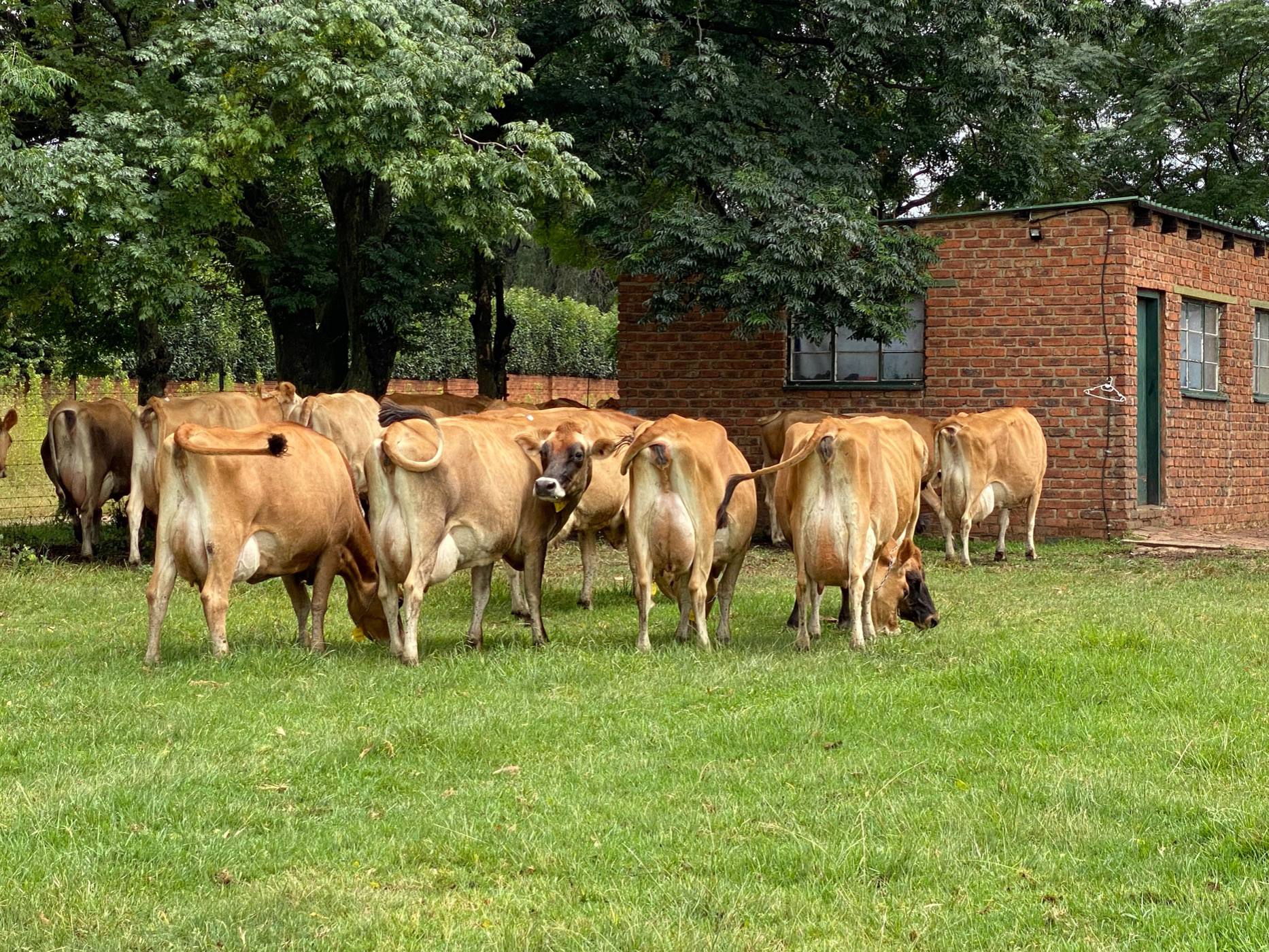 10.13 hectare Dairy Farm For Sale Delmas PRN1564323 Pam Golding