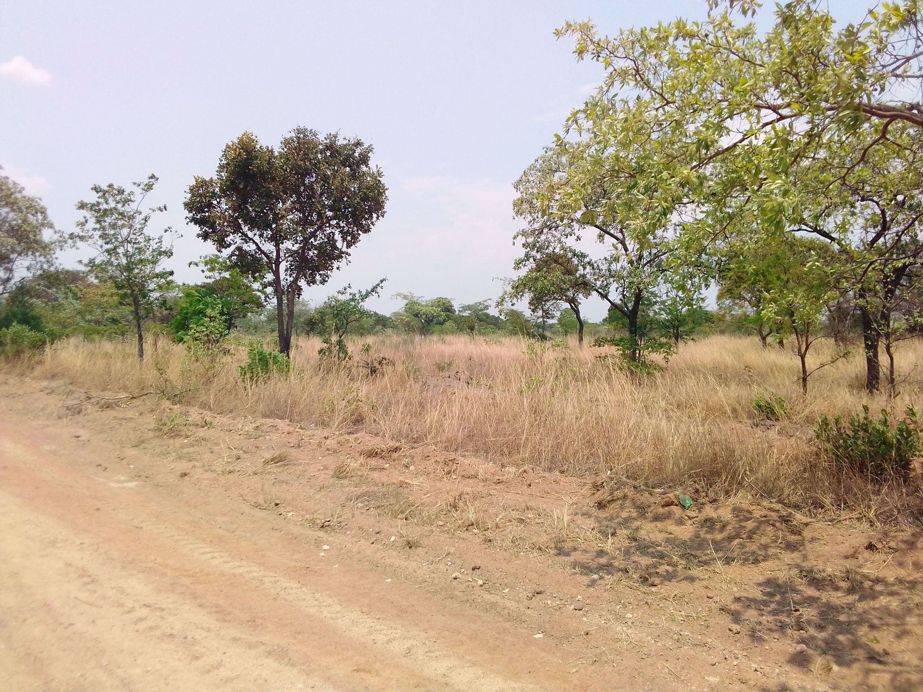 16000 m2 Crop Farm For Sale Norton (Zimbabwe) 3ZB1565210 Pam
