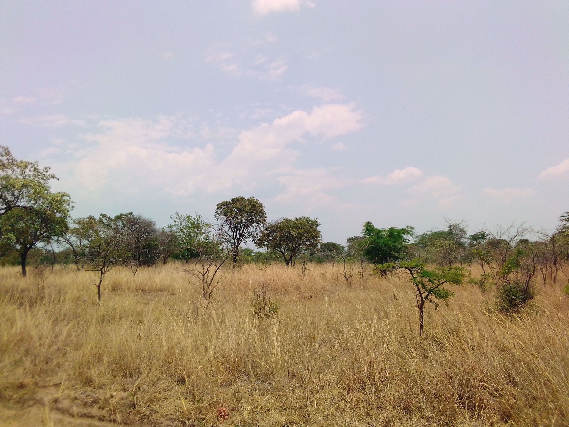 16000 m2 Crop Farm For Sale Norton (Zimbabwe) 3ZB1565210 Pam