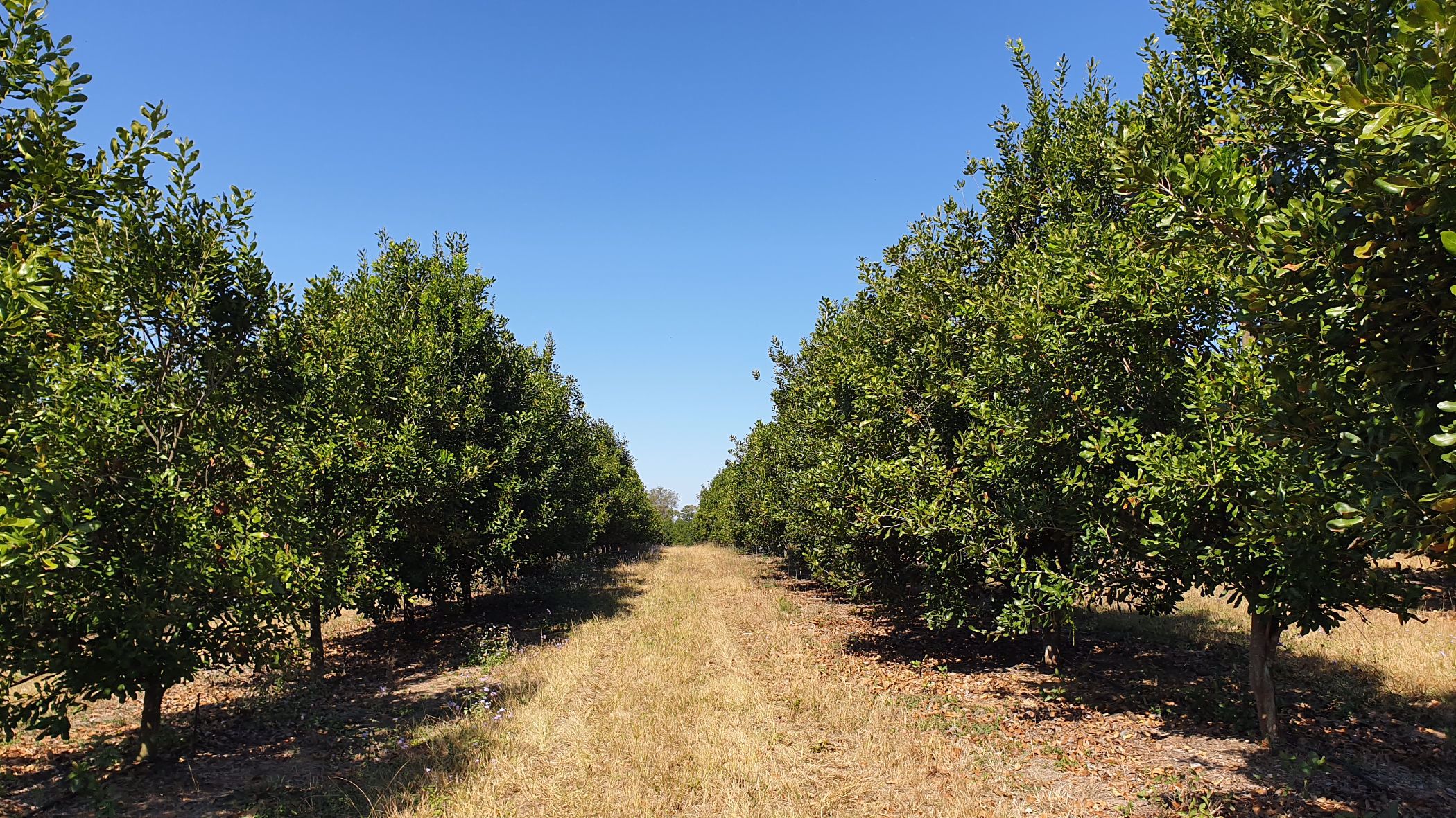 128 hectare nut farm for sale in Nelspruit