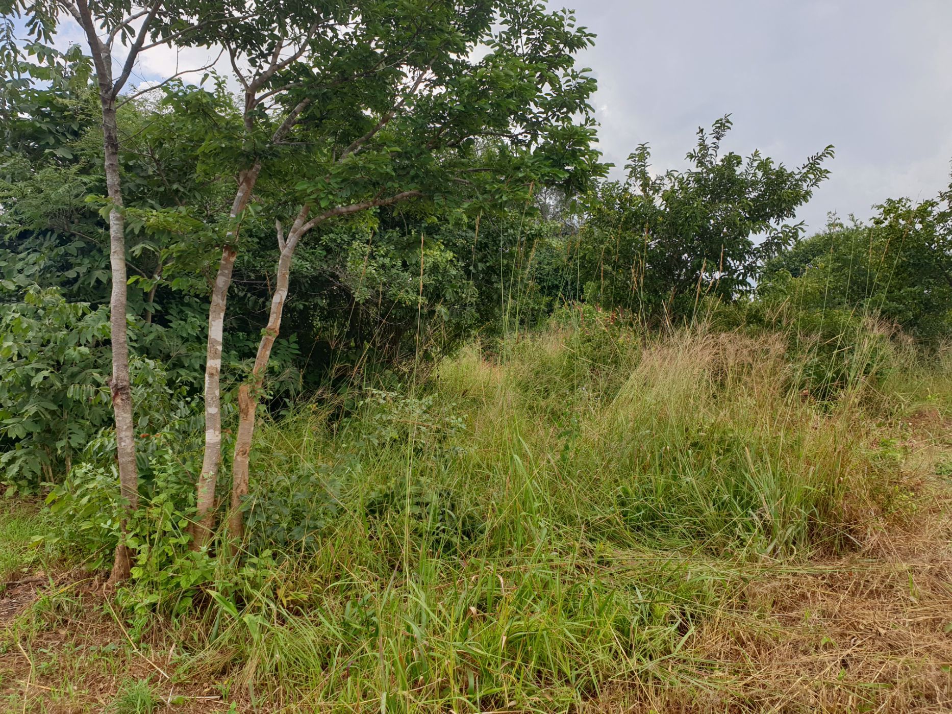 631 hectare Farm Vacant Land For Sale Mpika (Zambia) 3ZA1569969