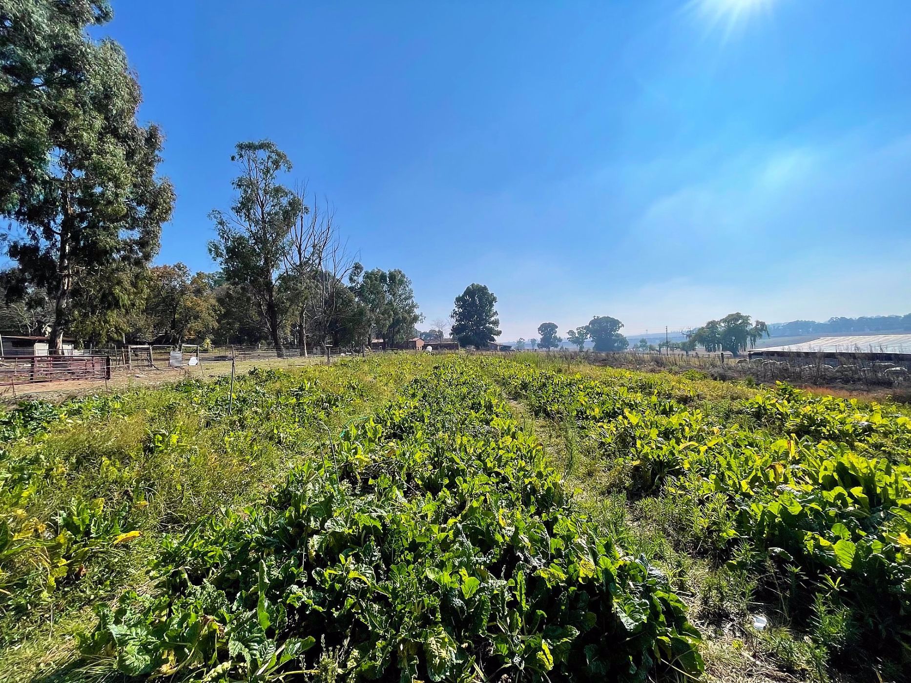 8.6 hectare smallholding for sale in Ermelo