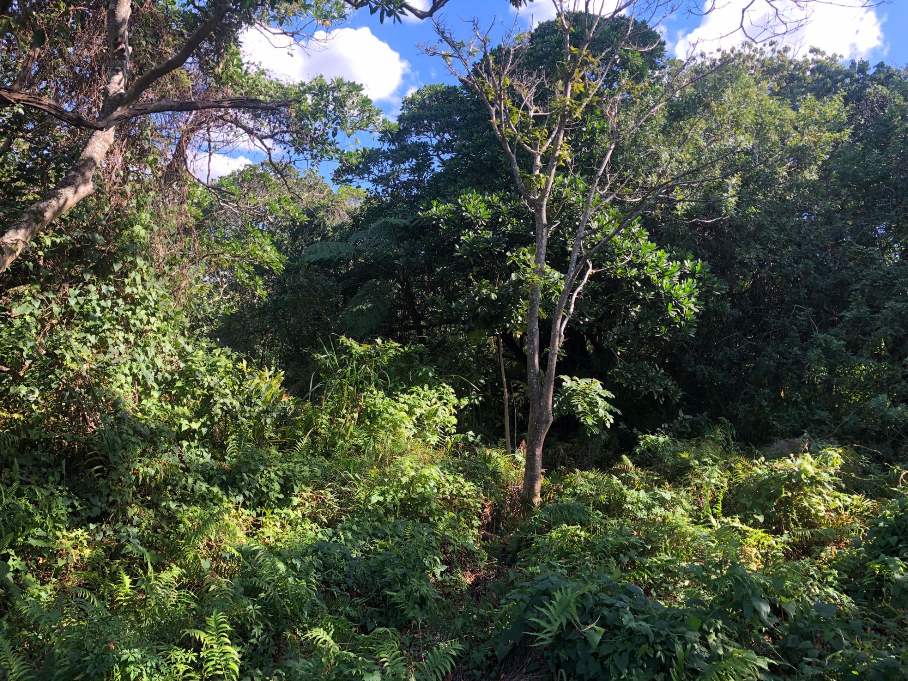 1551 m2 Residential Vacant Land For Sale Port Edward 1PD1574254