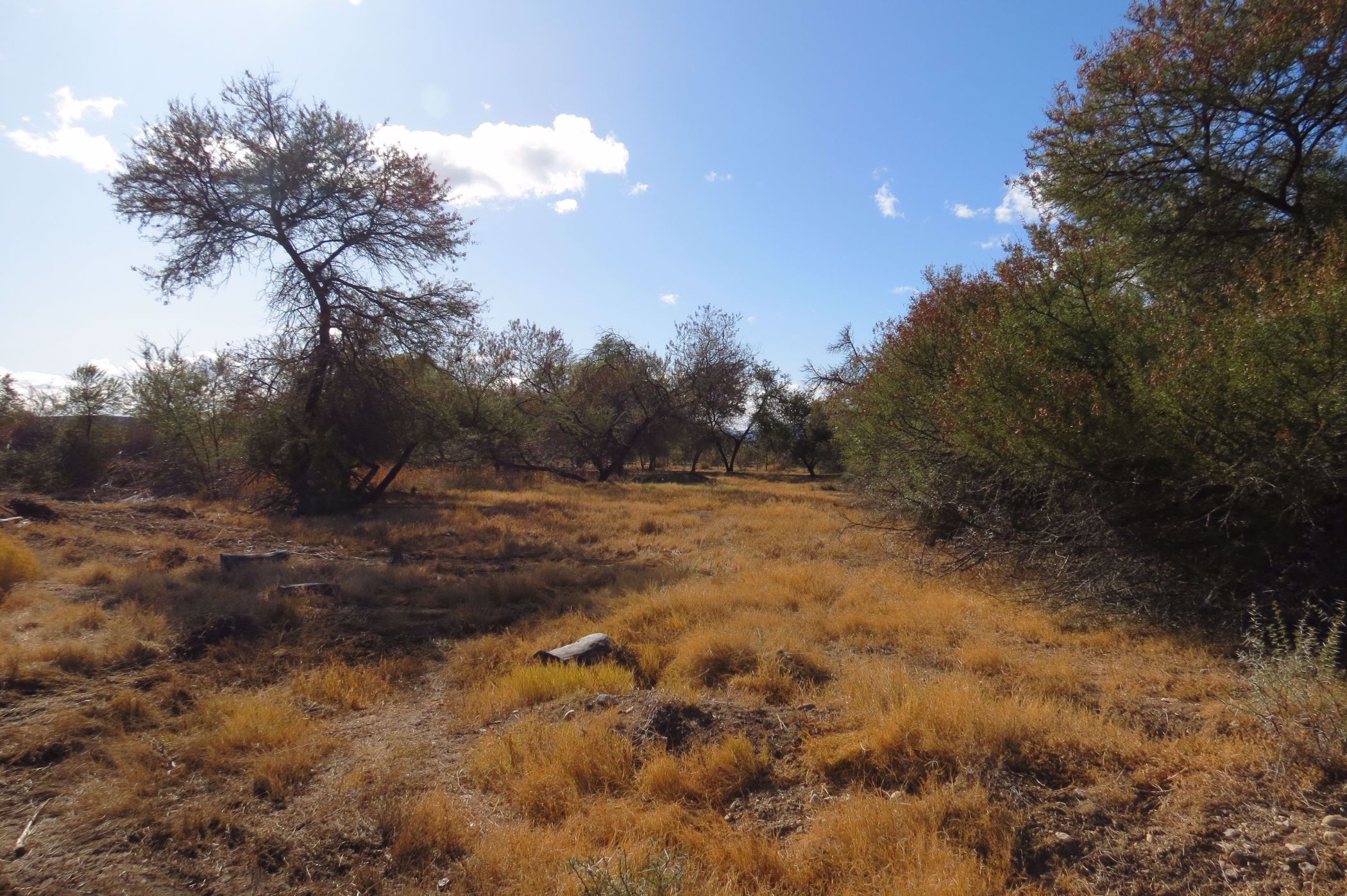 8.8 hectare Olive Farm For Sale Prince Albert 1KK1574265 Pam