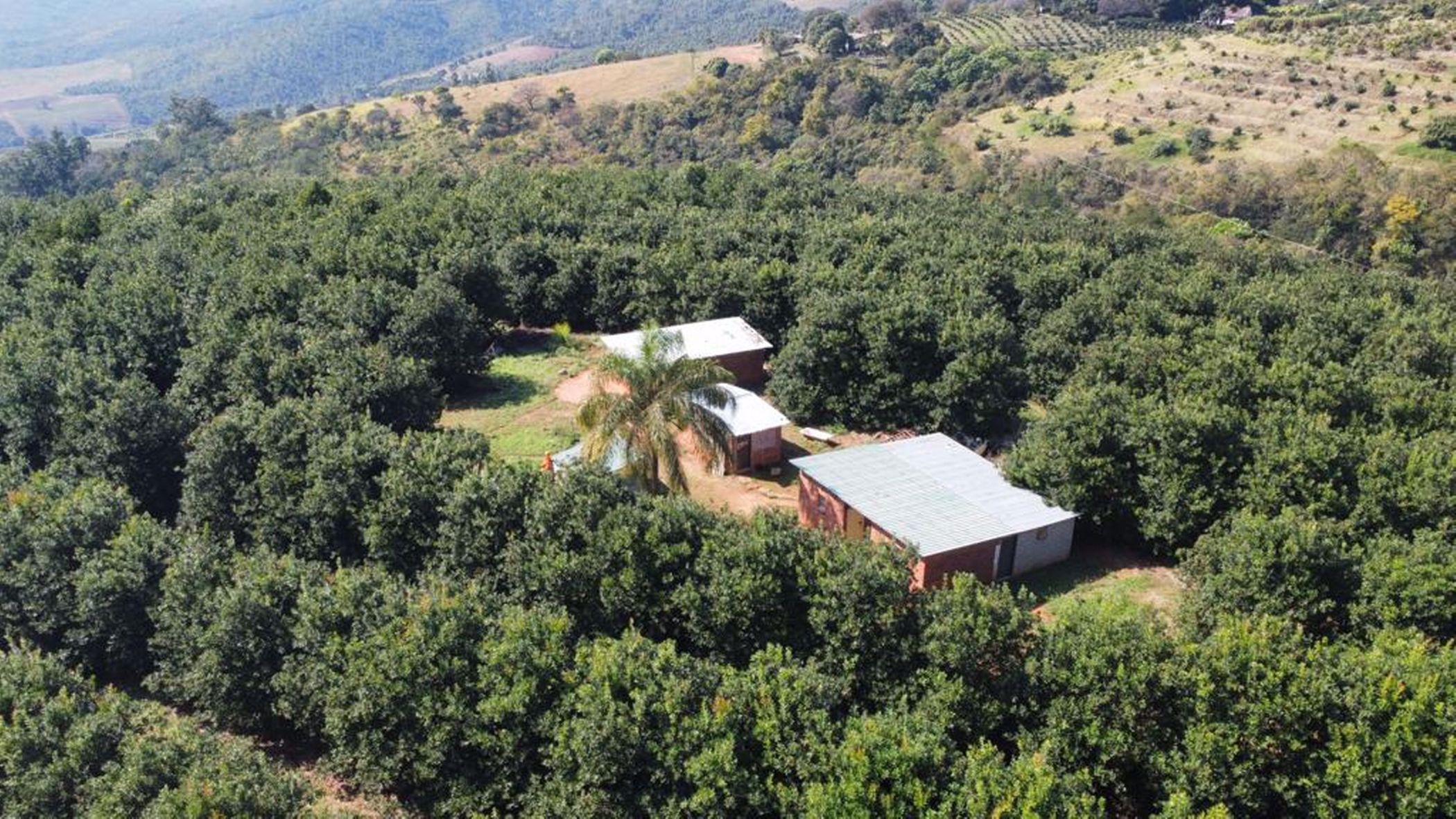 30.15 hectare Fruit Farm For Sale Tzaneen (Limpopo Province