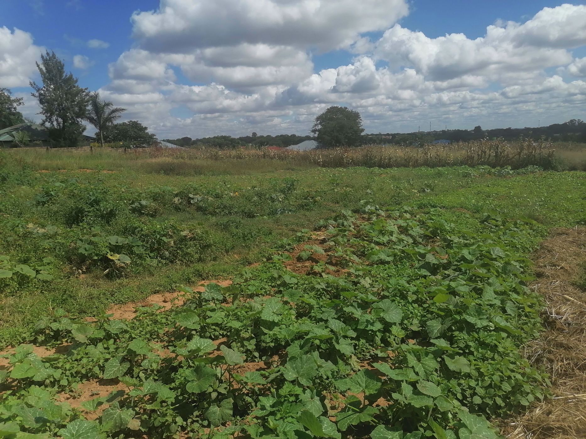 2500 m2 Residential Vacant Land For Sale Lusaka West (Zambia) 3ZA1574980 Pam Golding