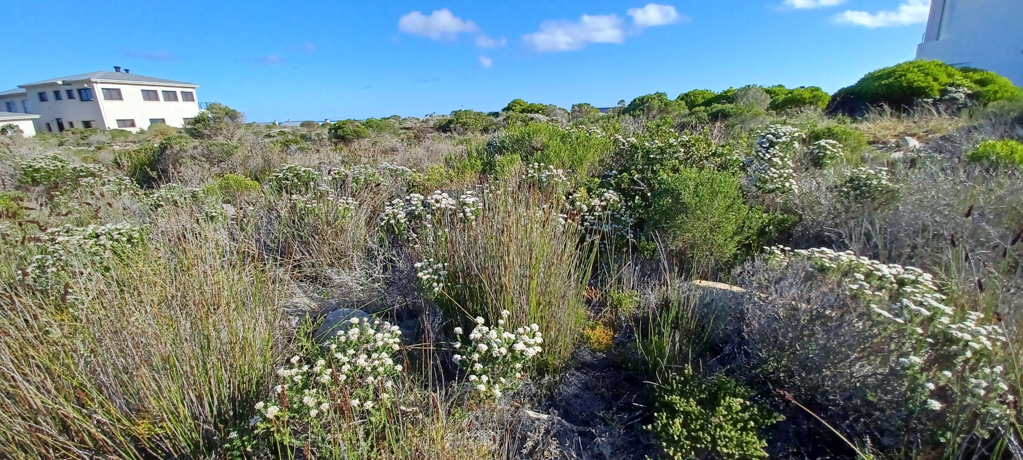 Vacant Land For Sale Pringle Bay KN1578304 Pam Golding Properties