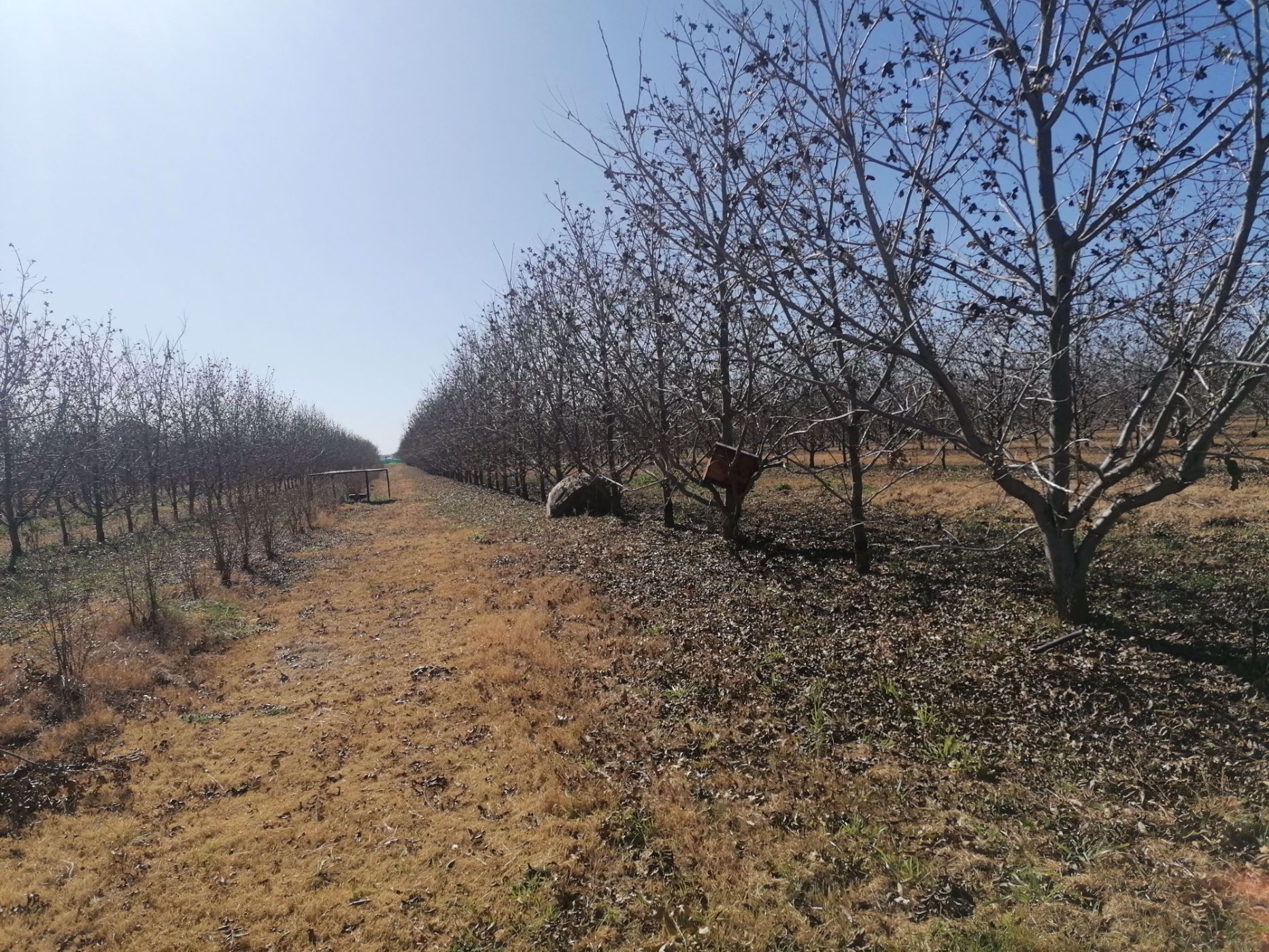 82 hectare Nut Farm For Sale Jacobsdal Rural 1RN1580683 Pam Golding Properties