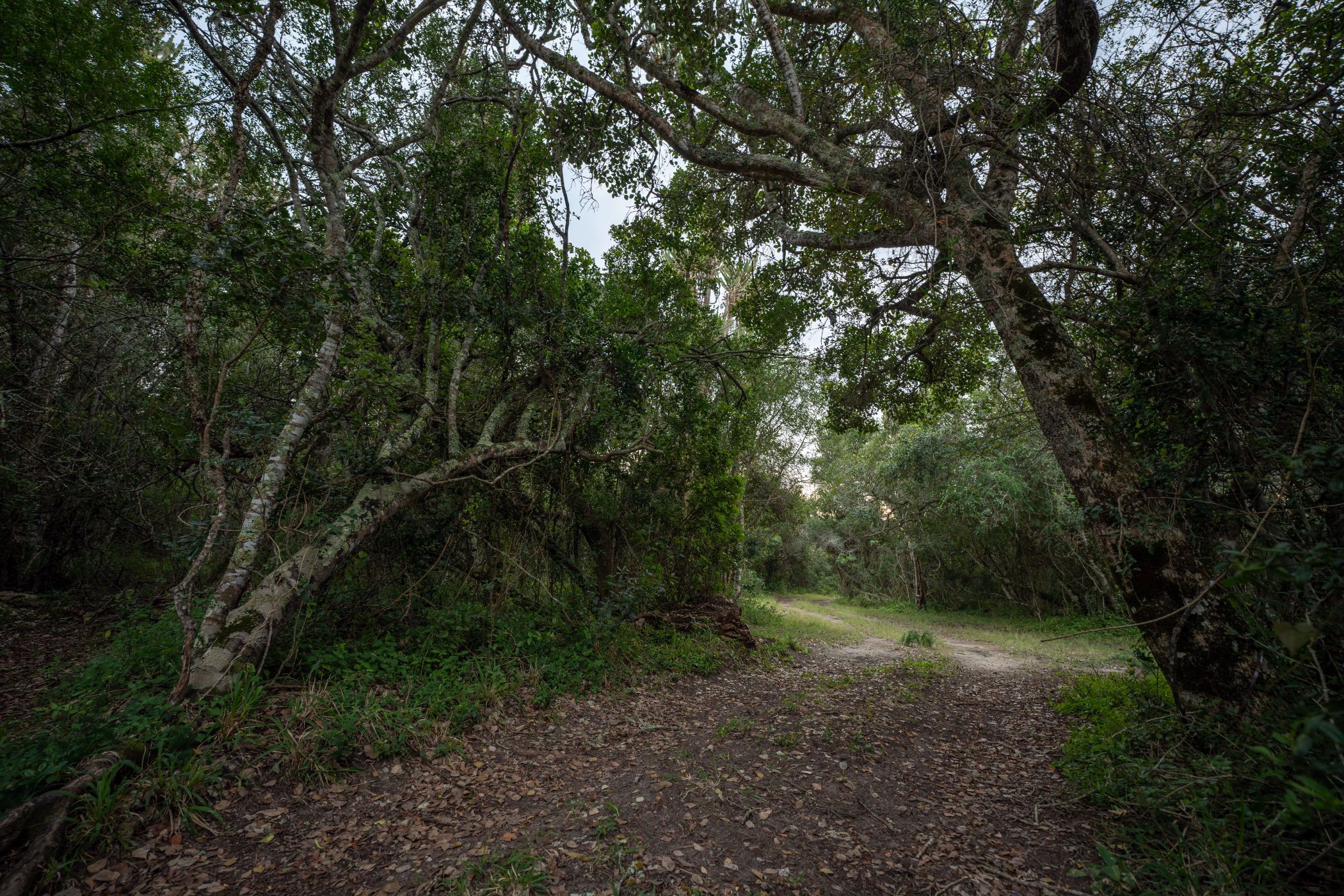 686 hectare Lifestyle Property For Sale Kenton on Sea 1KO1581729