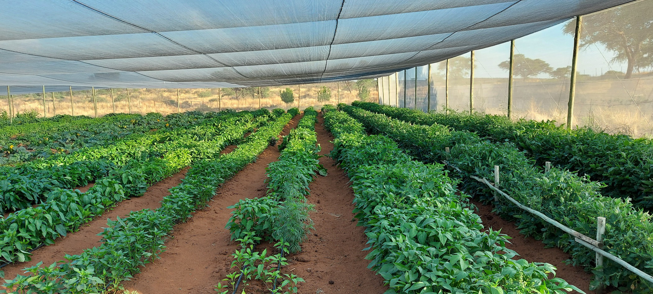 5.35 hectare Smallholding For Sale Windhoek (Namibia) 3NM1581875