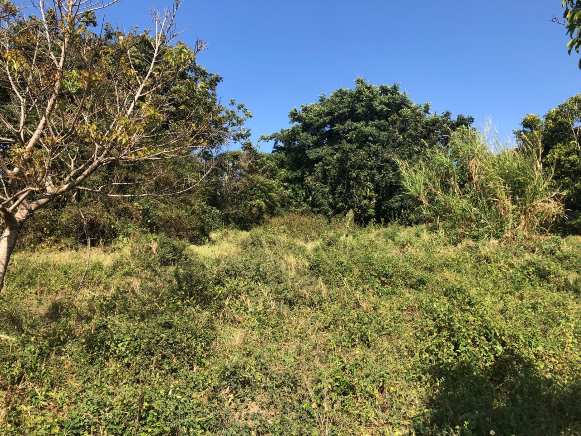 2106 m2 Residential Vacant Land For Sale Elaleni Coastal Forest