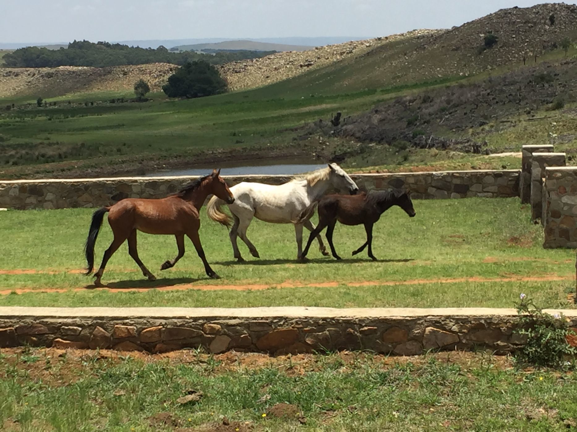 403.7 hectare Mixed Use Farm For Sale Dullstroom 1DS1584712 Pam