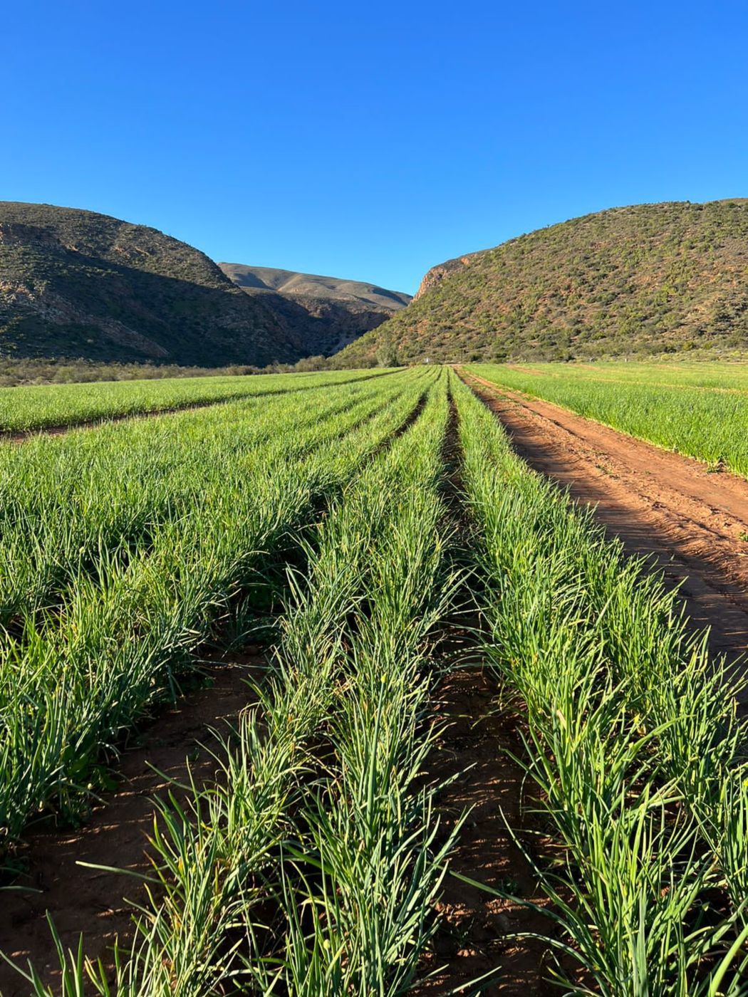 51.3 hectare Mixed Use Farm For Sale De Rust 1OU1586461 Pam