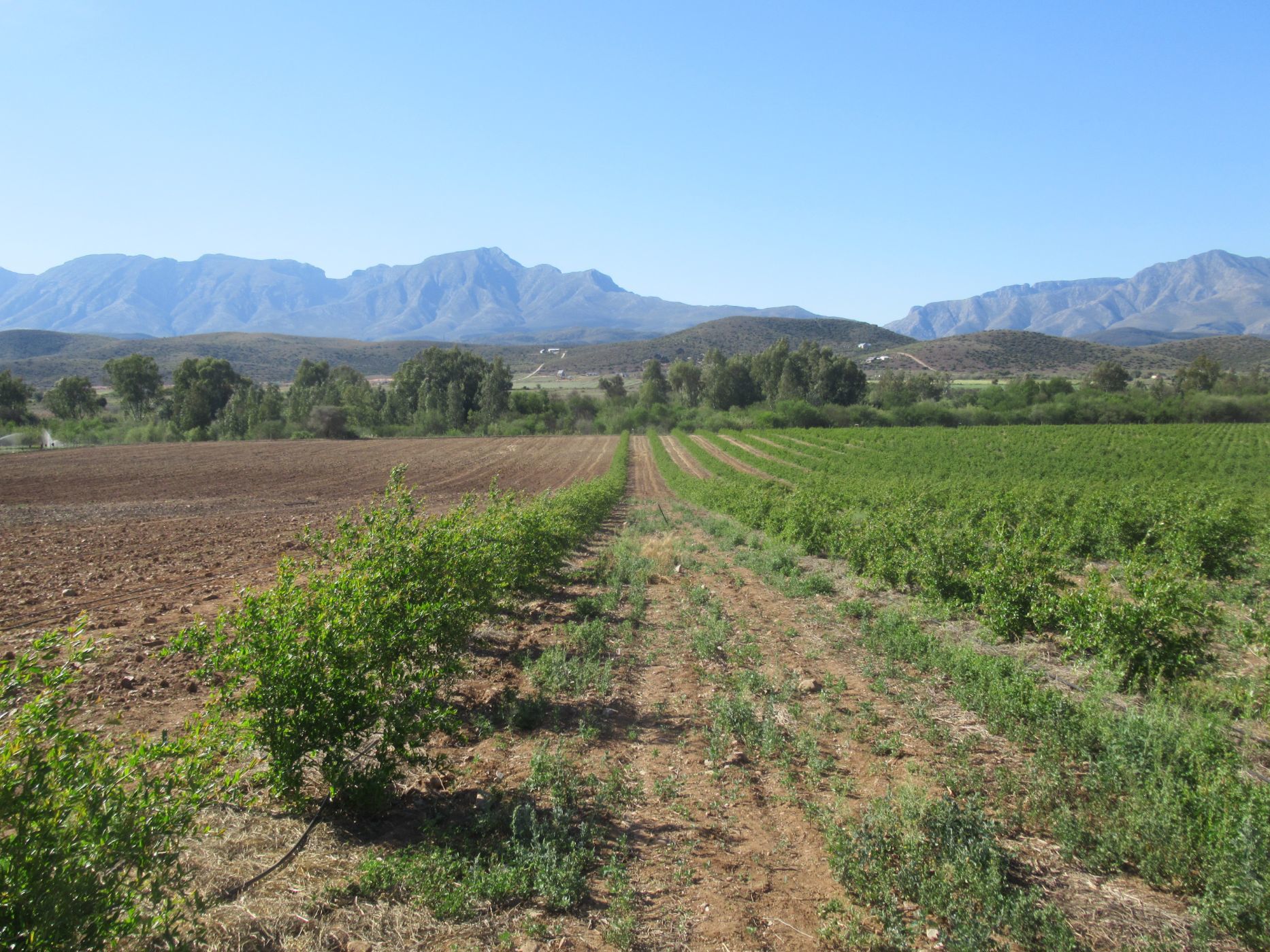 51.3 hectare Mixed Use Farm For Sale De Rust 1OU1586461 Pam