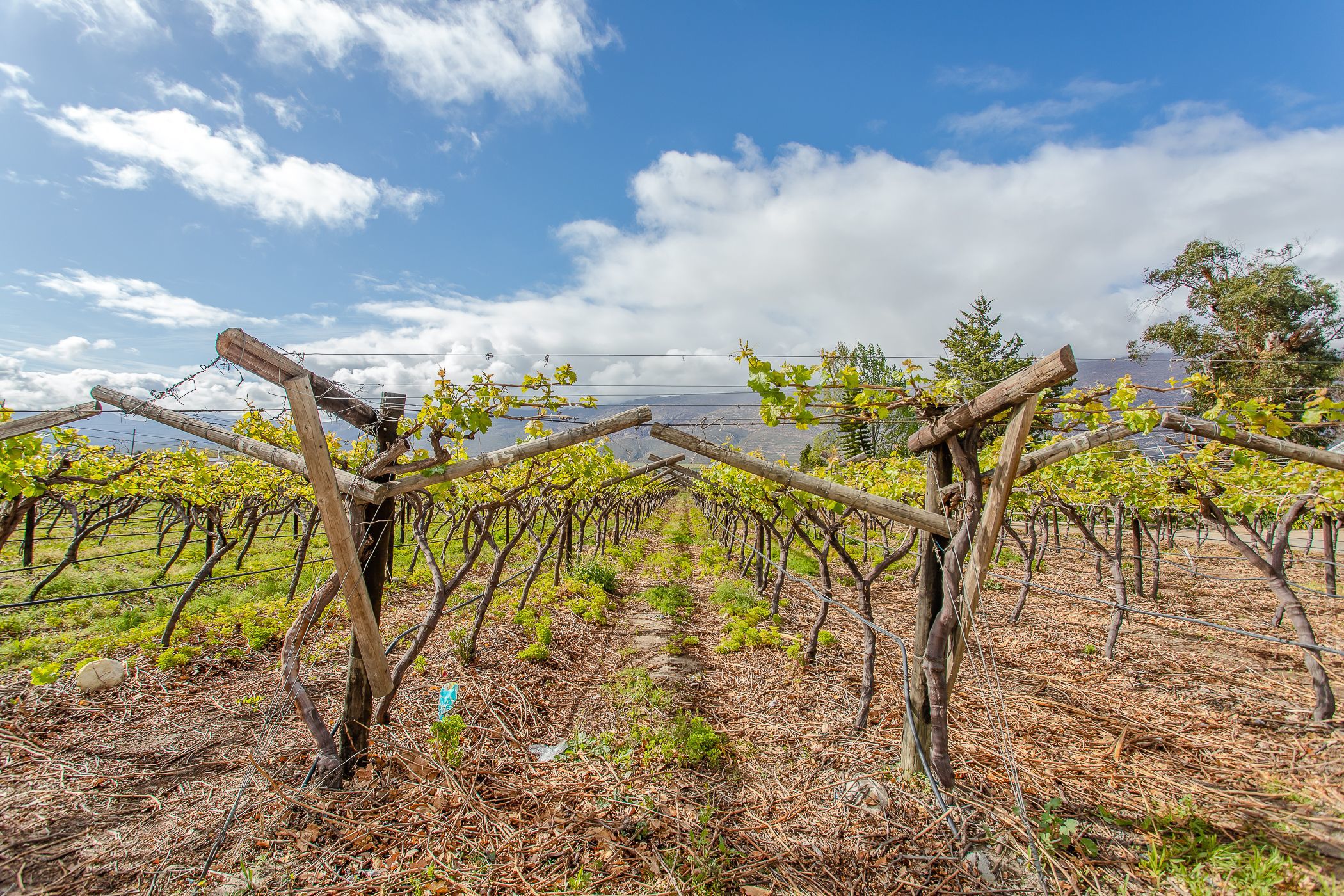 82.02 hectare Fruit Farm For Sale De Doorns TK1588228 Pam Golding Properties