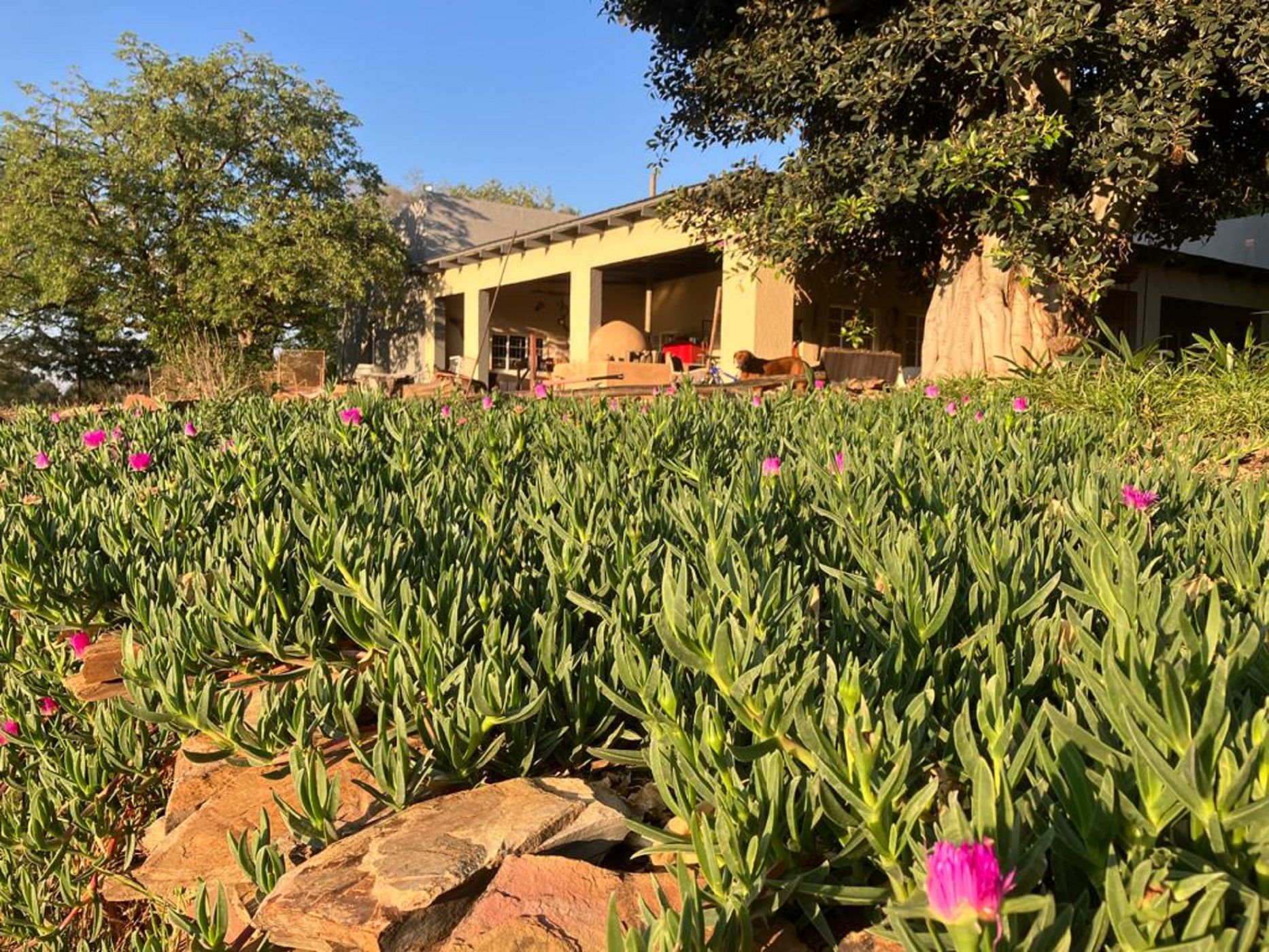 59.64 hectare Mixed Use Farm For Sale Dullstroom 1DS1588377 Pam