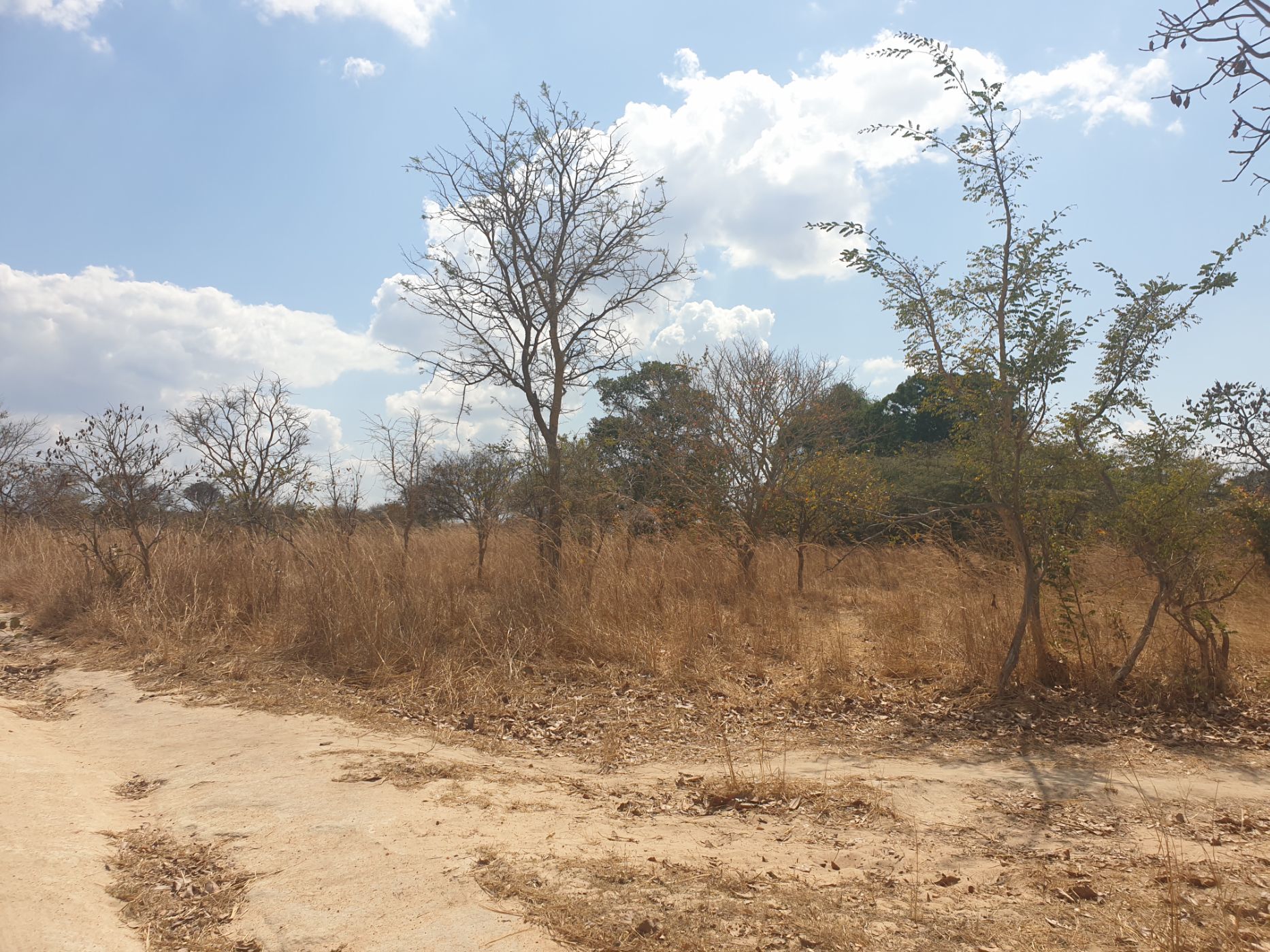 40 hectare Farm Vacant Land For Sale Chisamba (Zambia) 3ZA1588709