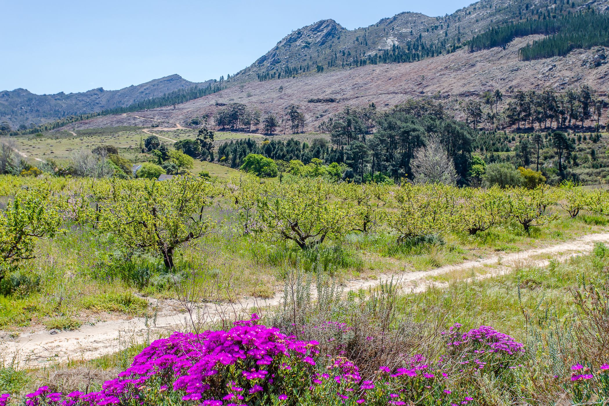 121 hectare Wine Farm For Sale Franschhoek Rural FWI1590770 Pam