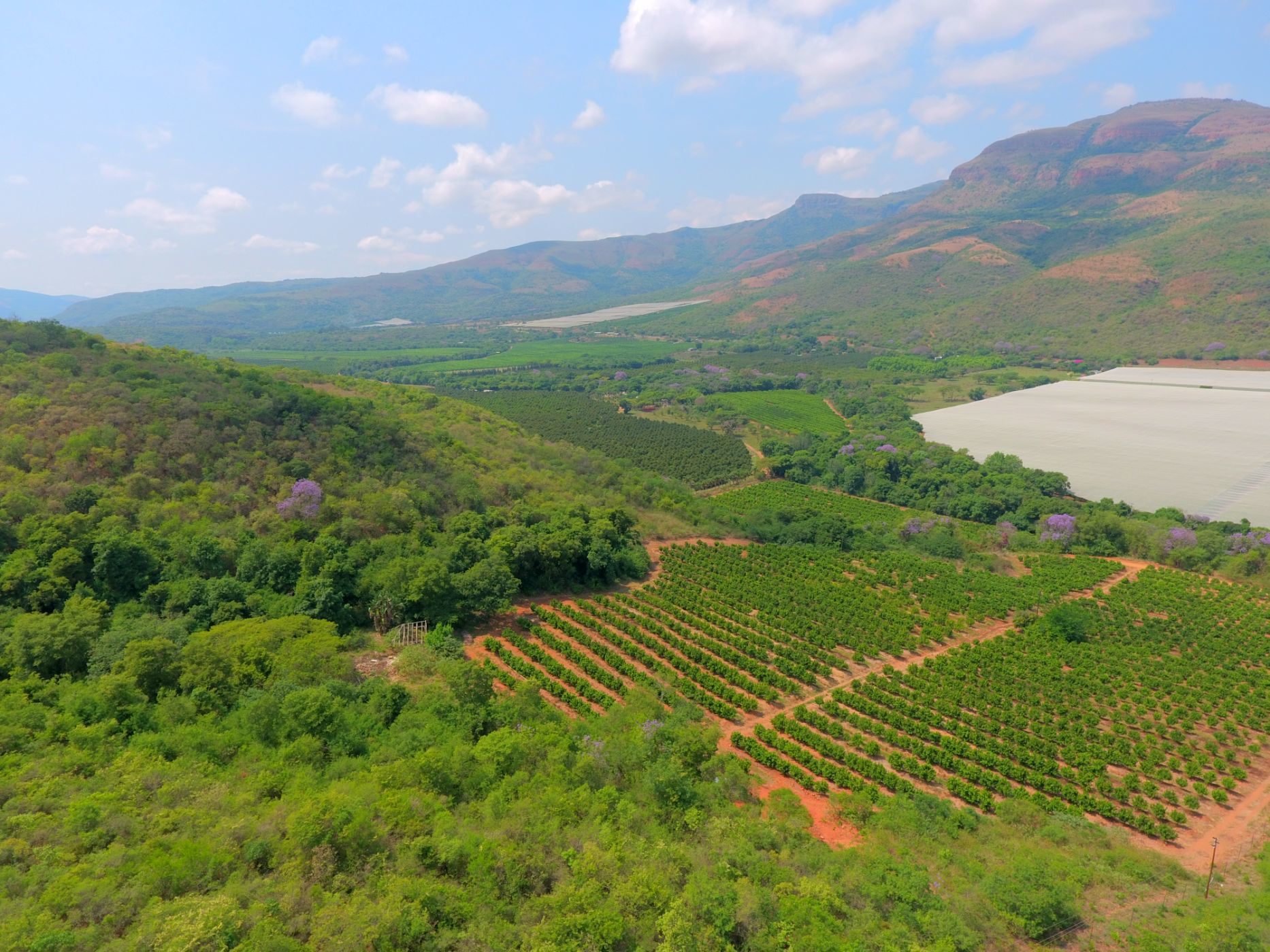 20 hectare Citrus Farm For Sale Mbombela Rural (Nelspruit Rural