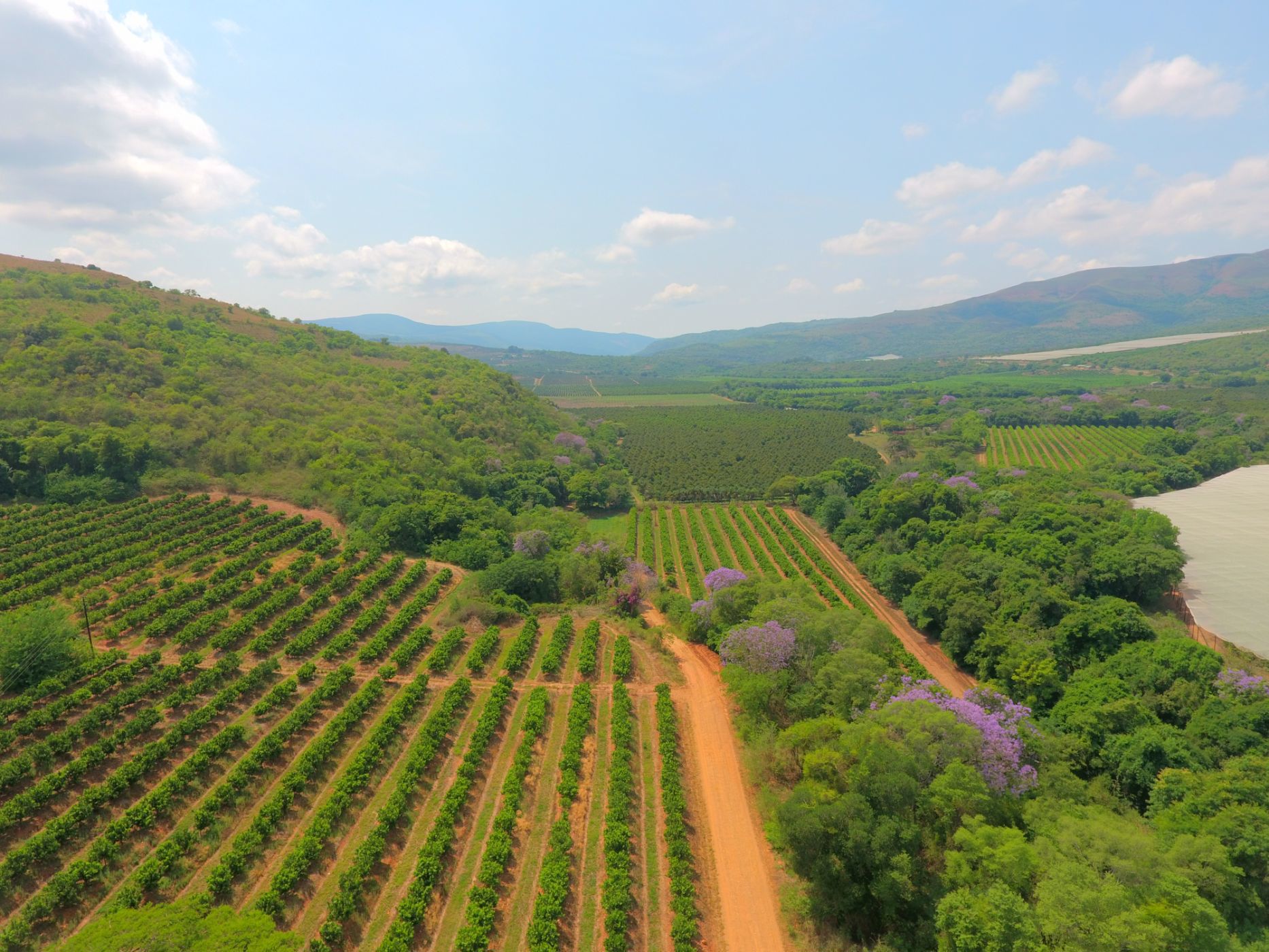 20 hectare Citrus Farm For Sale Mbombela Rural (Nelspruit Rural