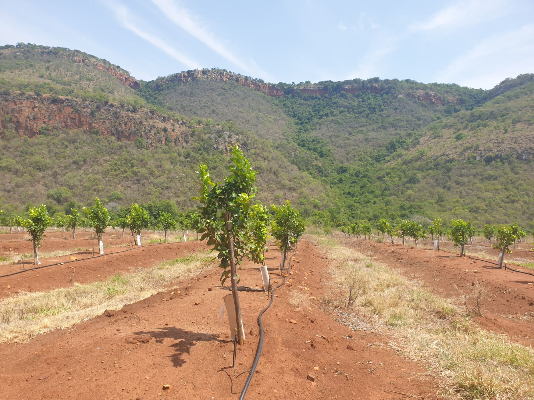 227 hectare Citrus Farm For Sale Mbombela Rural (Nelspruit Rural