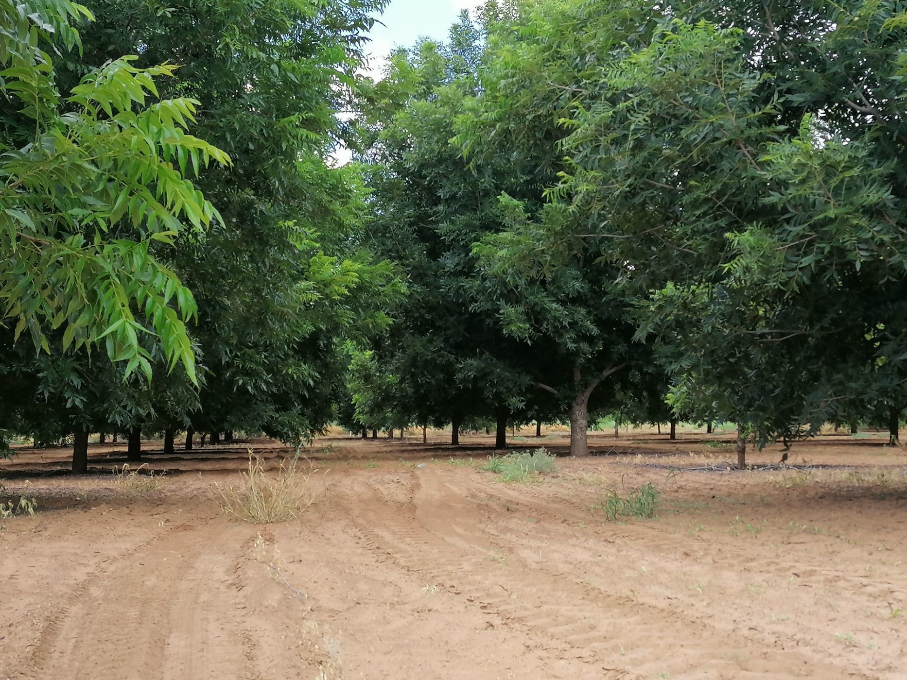 53 hectare Nut Farm For Sale Hartswater (Northern Cape) 1RN1541363