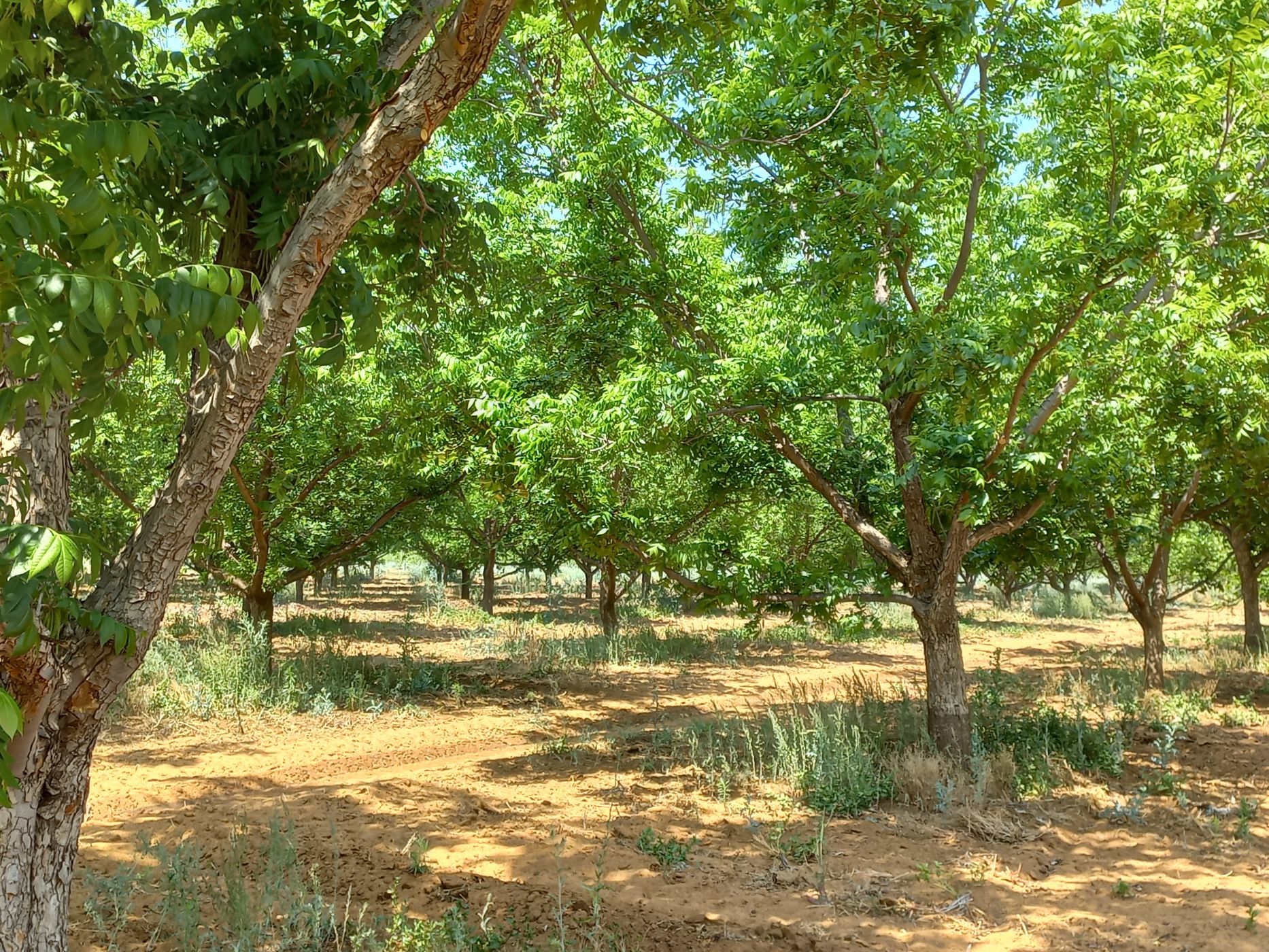53 hectare Nut Farm For Sale Hartswater (Northern Cape) 1RN1541363