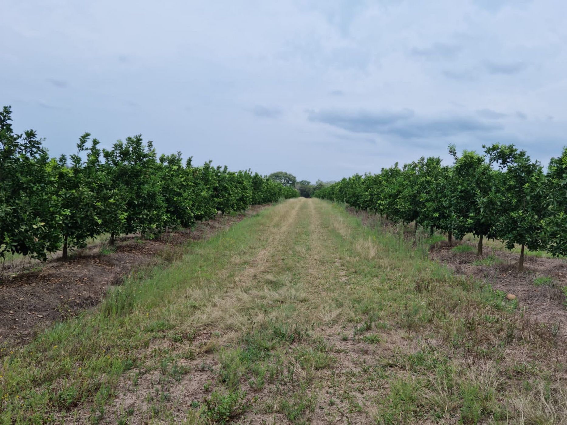 448.82 hectare Fruit Farm For Sale Makhado (Louis Trichardt