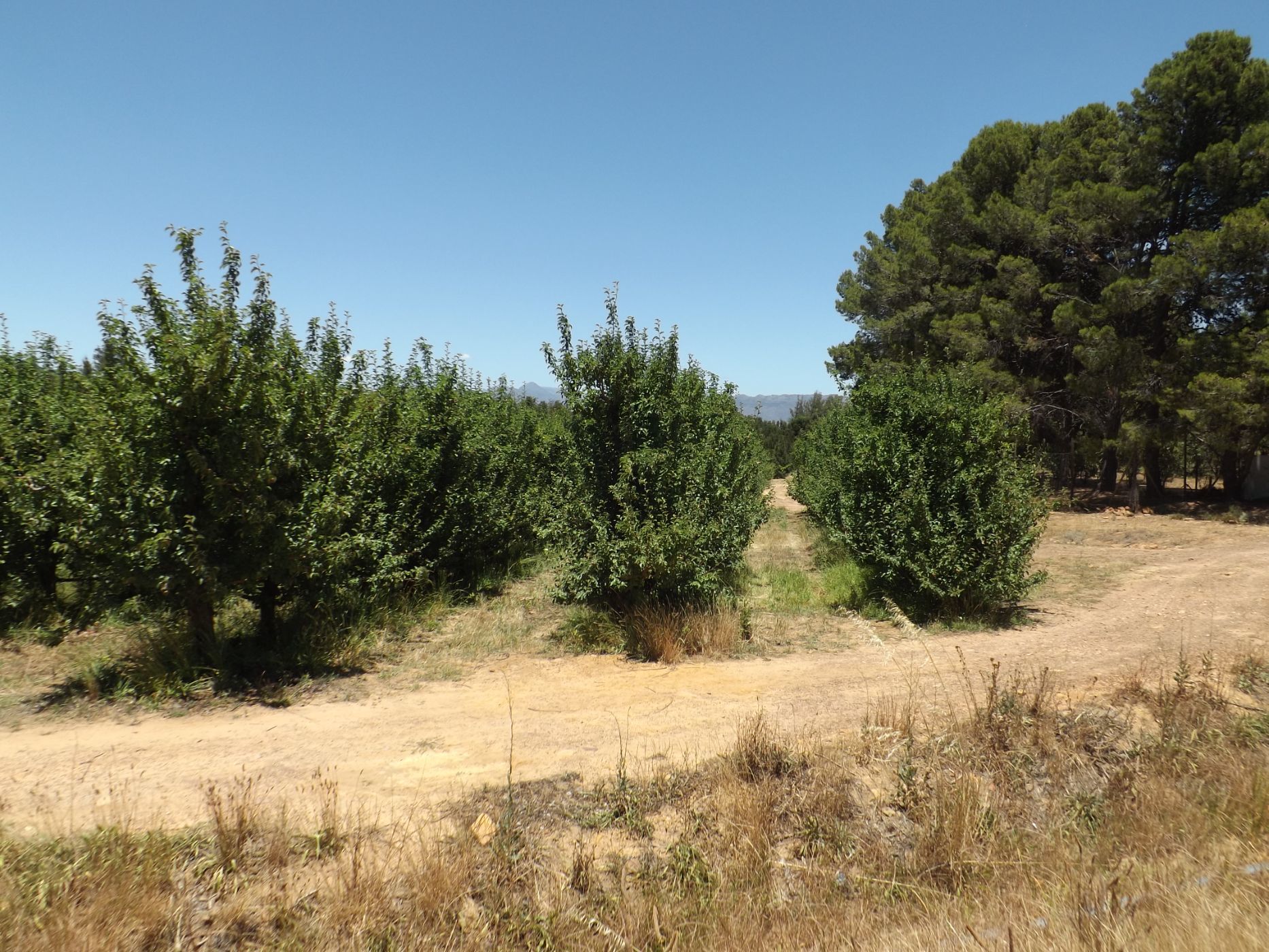 57.27 hectare Fruit Farm For Sale Wolseley RV1597469 Pam Golding