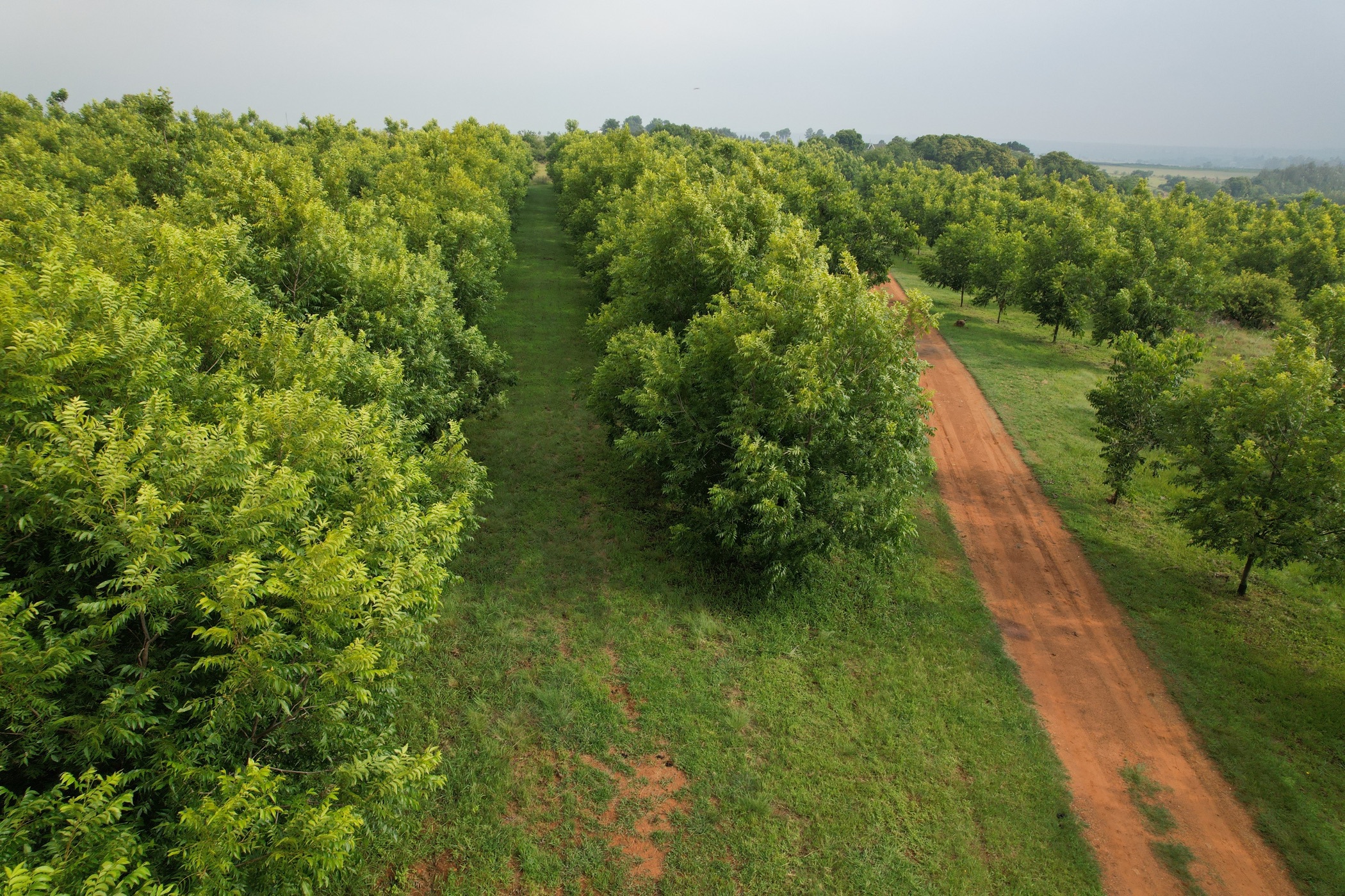 23.97 hectare Nut Farm For Sale Bronkhorstspruit PRN1455878 Pam